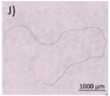 Microplastics 03 00007 i010