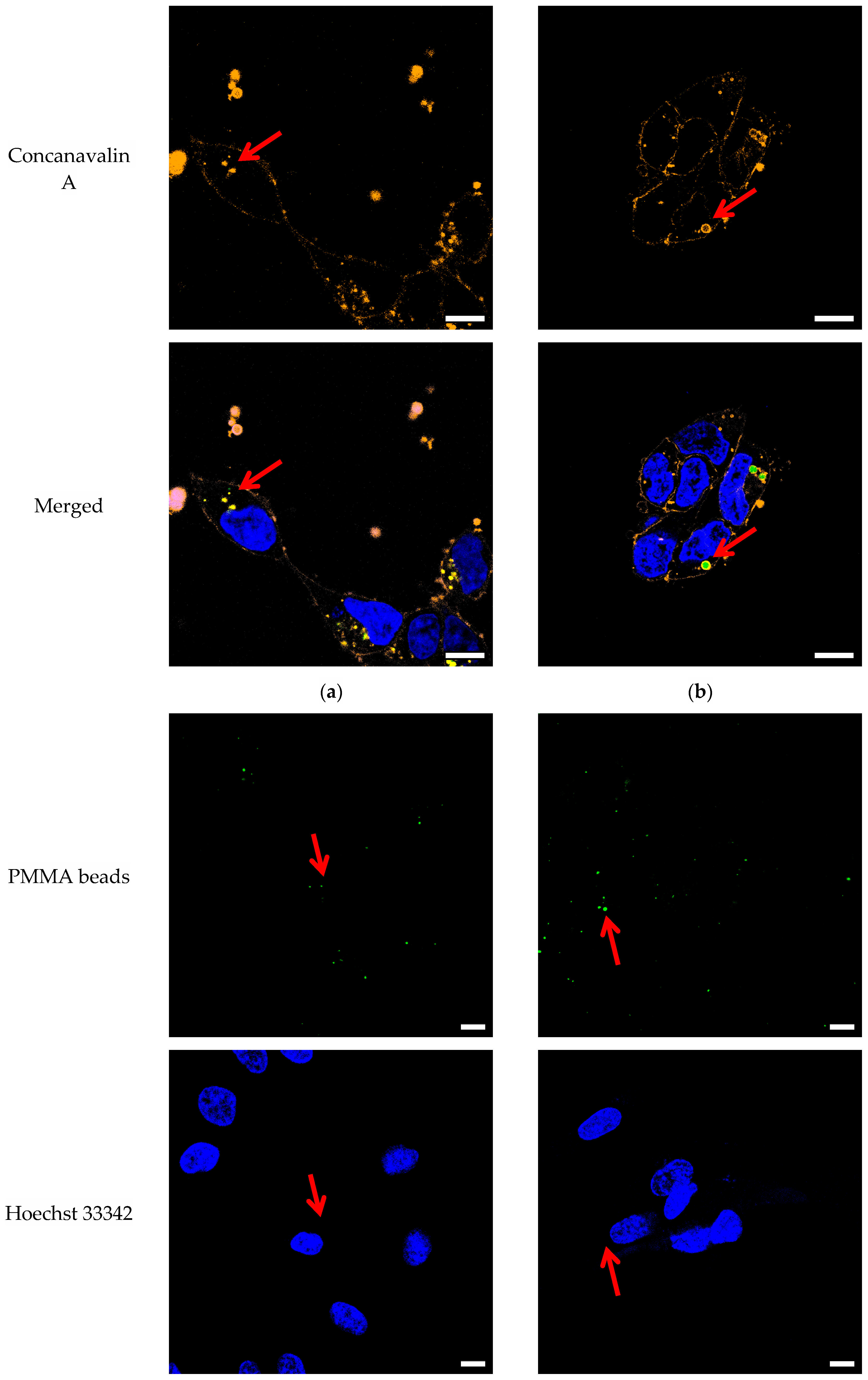 Microplastics 03 00012 g001b