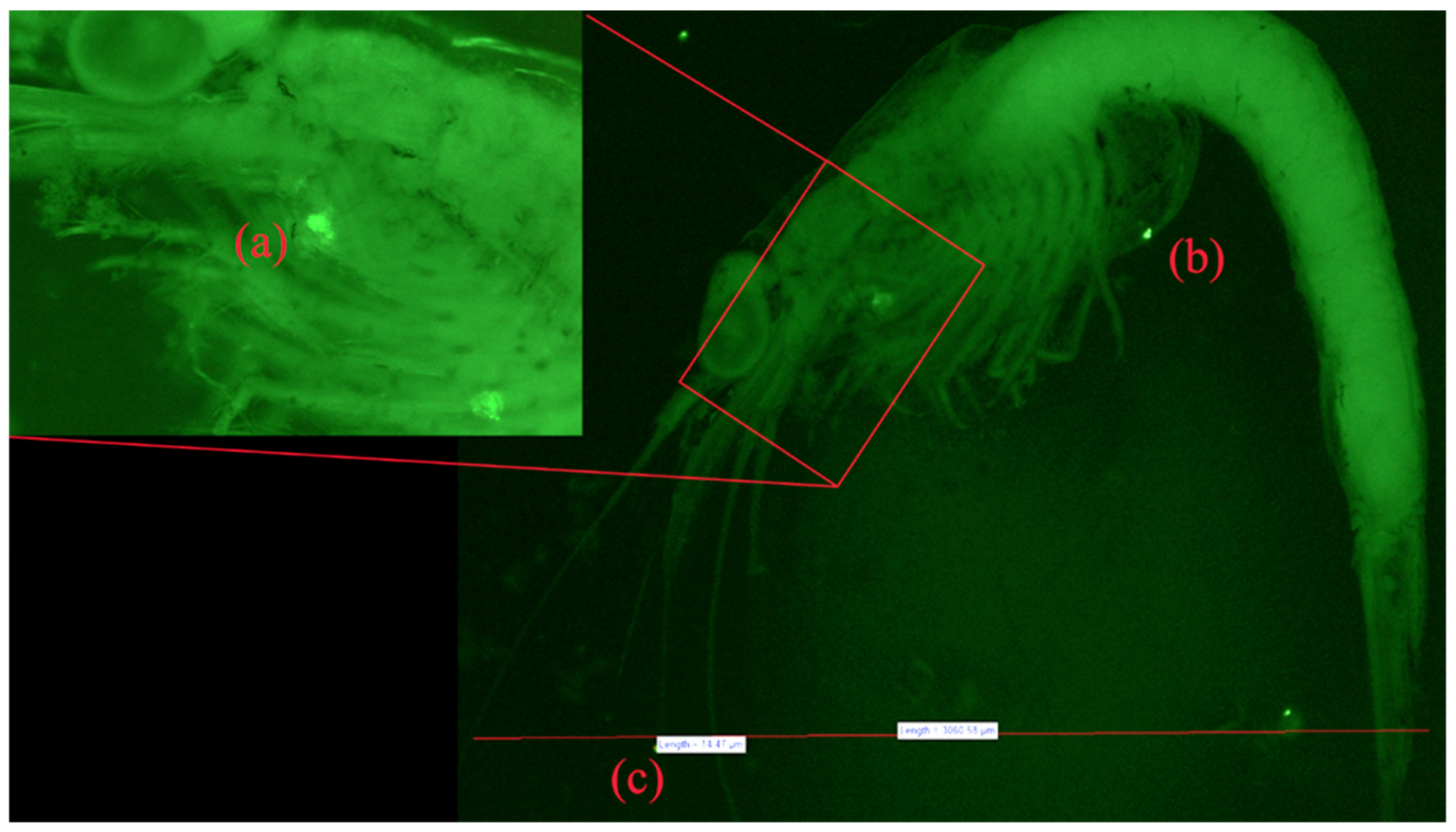 Microplastics 03 00014 g004