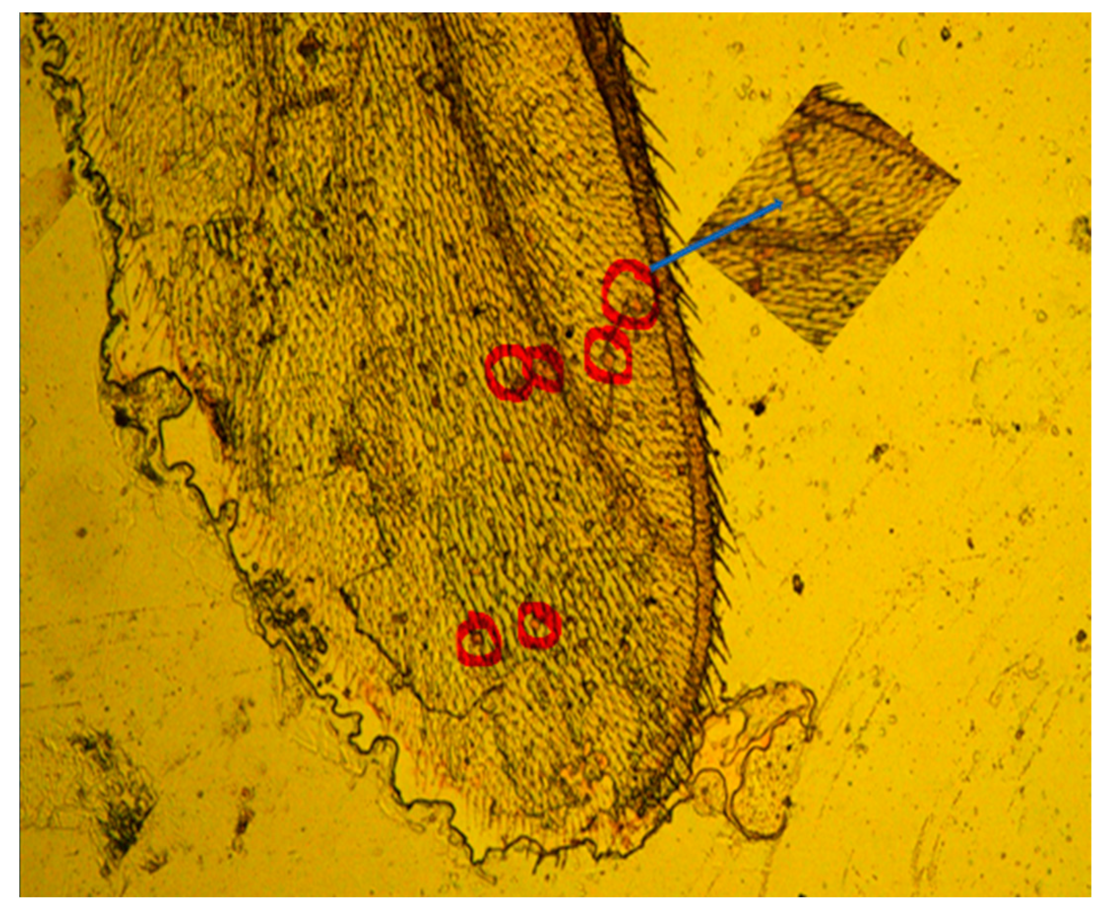 Microplastics 03 00015 g002