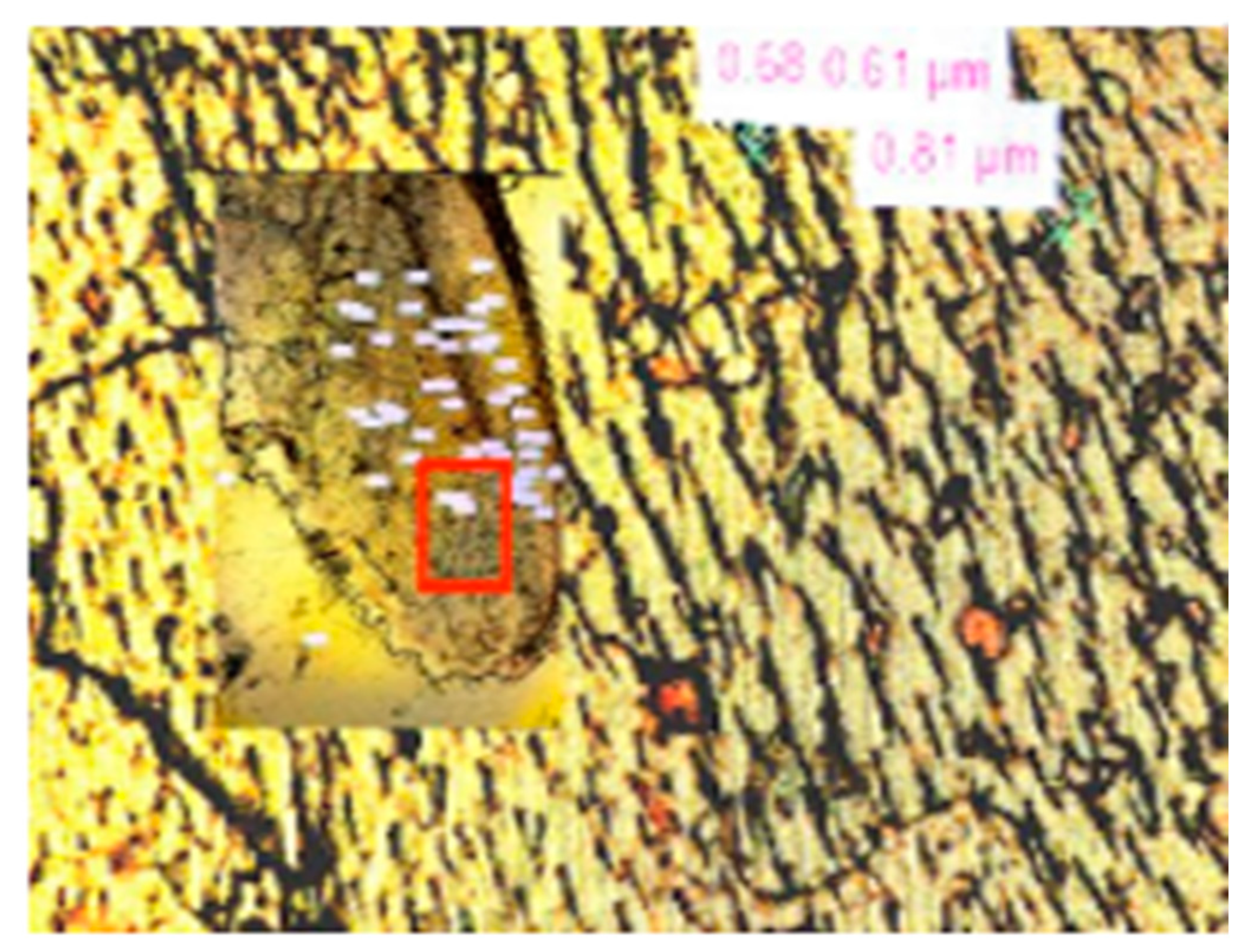 Microplastics 03 00015 g003