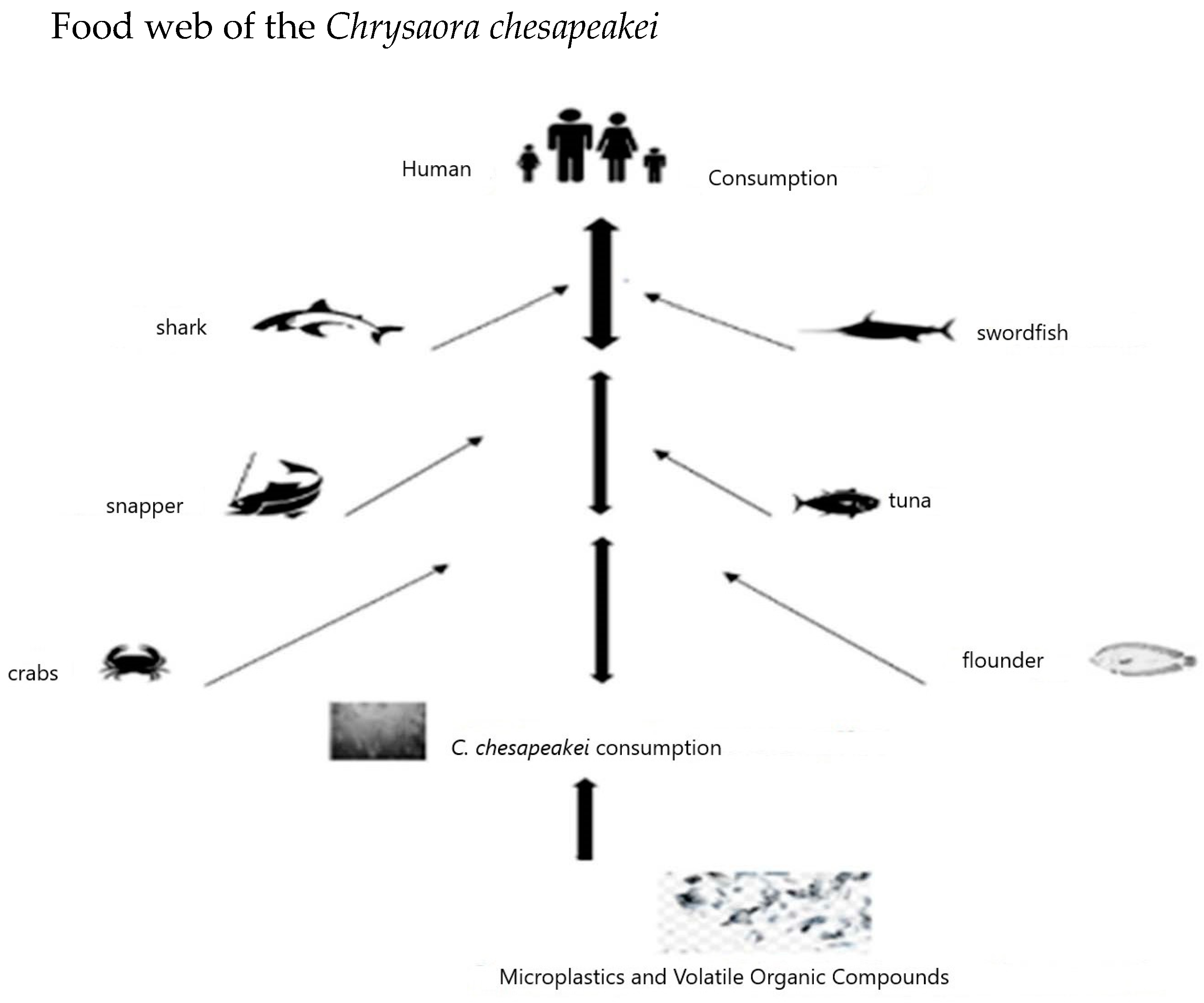 Microplastics 03 00015 g007