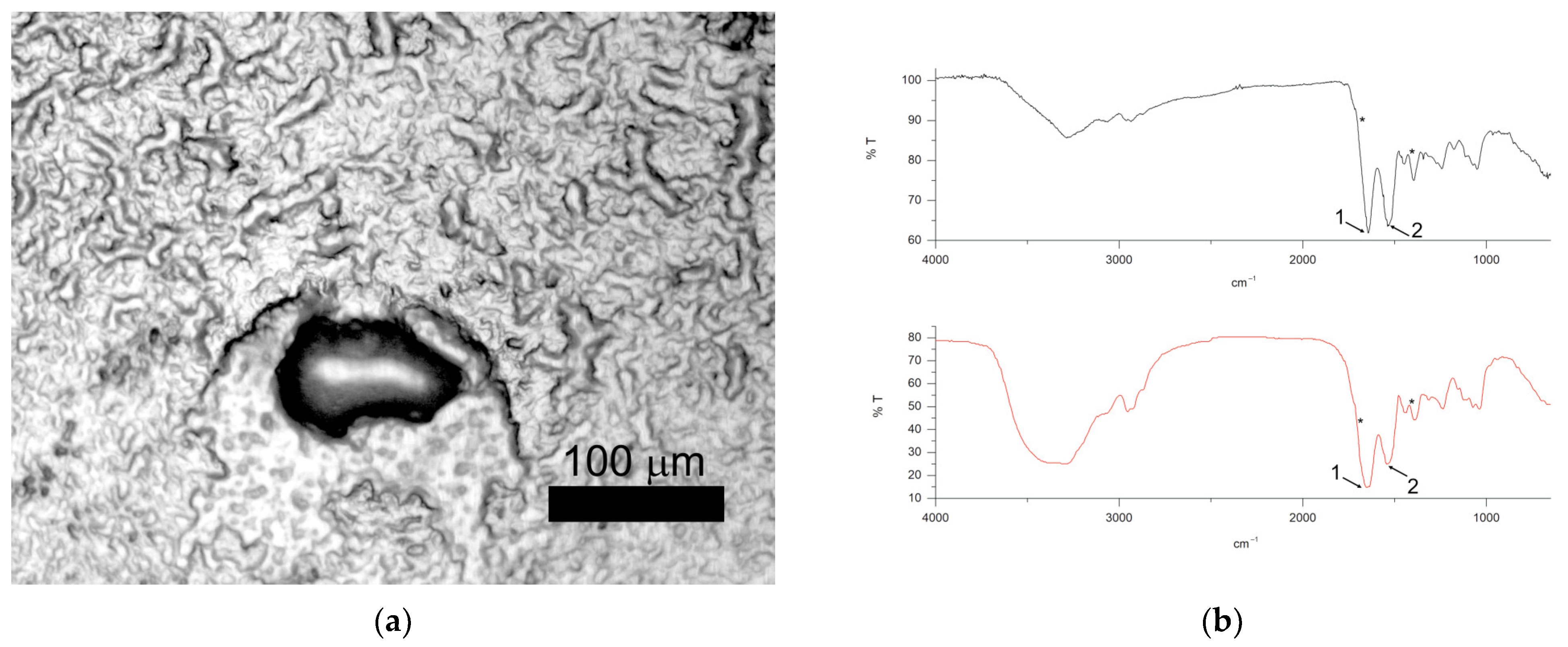 Microplastics 03 00024 g005