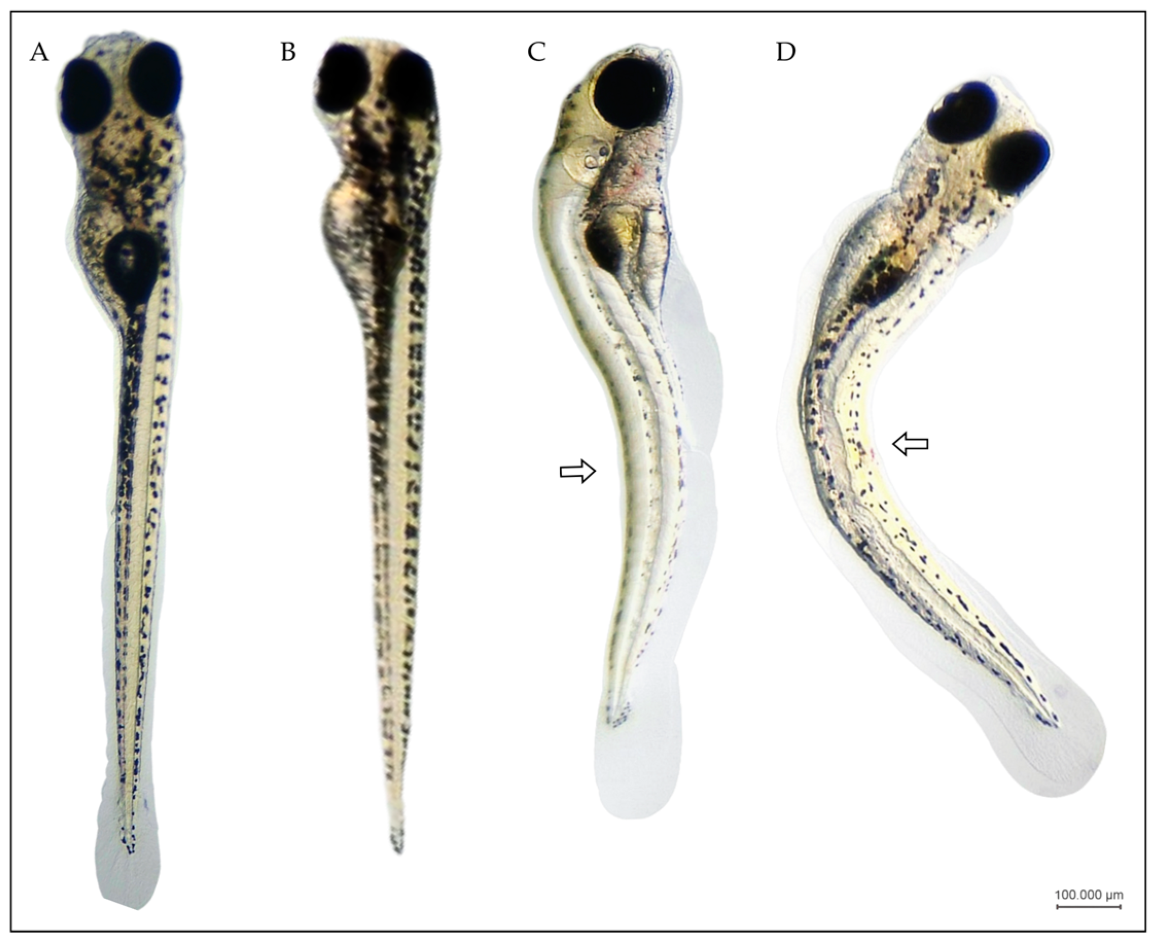 Microplastics 03 00044 g002