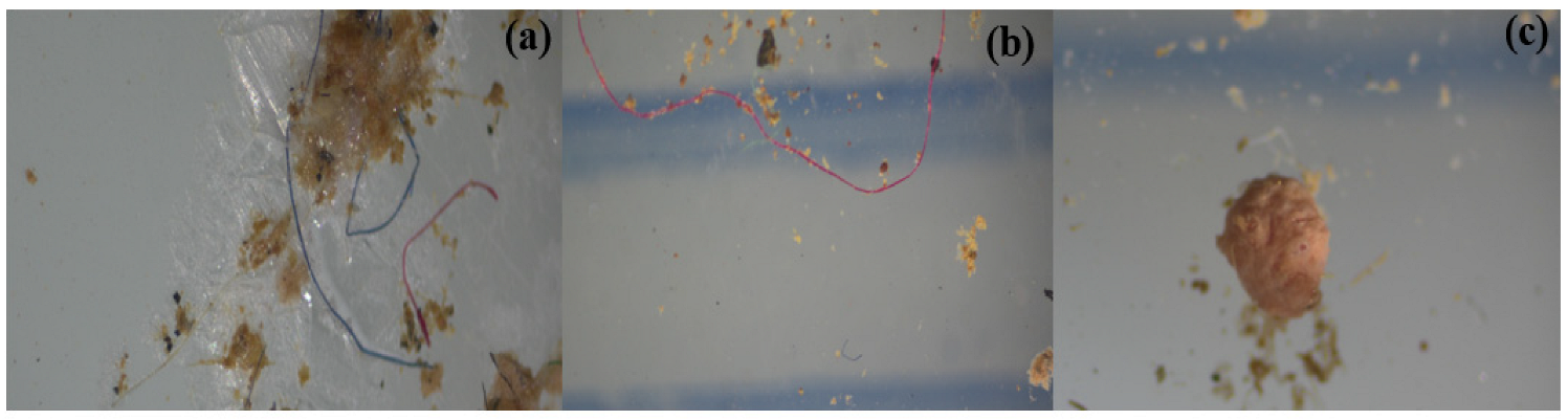 Microplastics 04 00021 g004