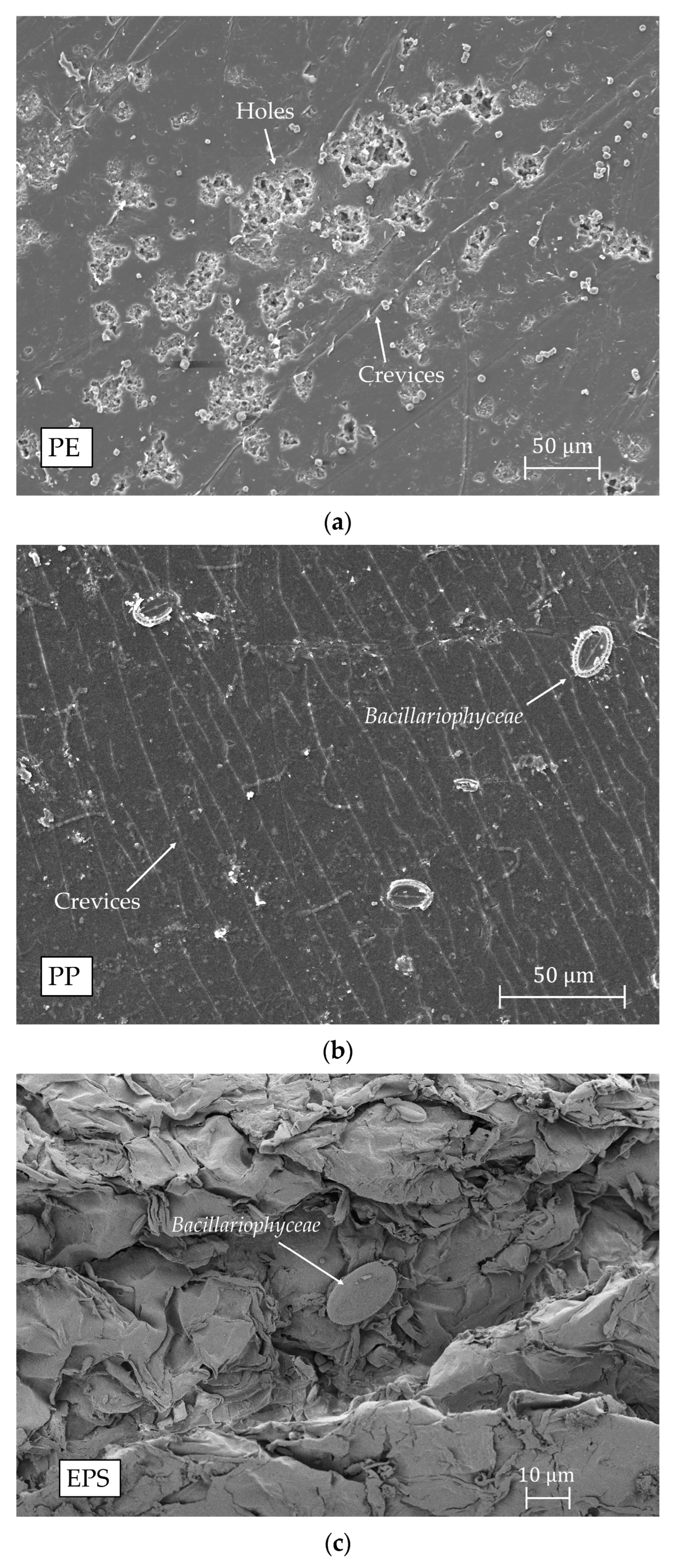 Microplastics 04 00044 g005