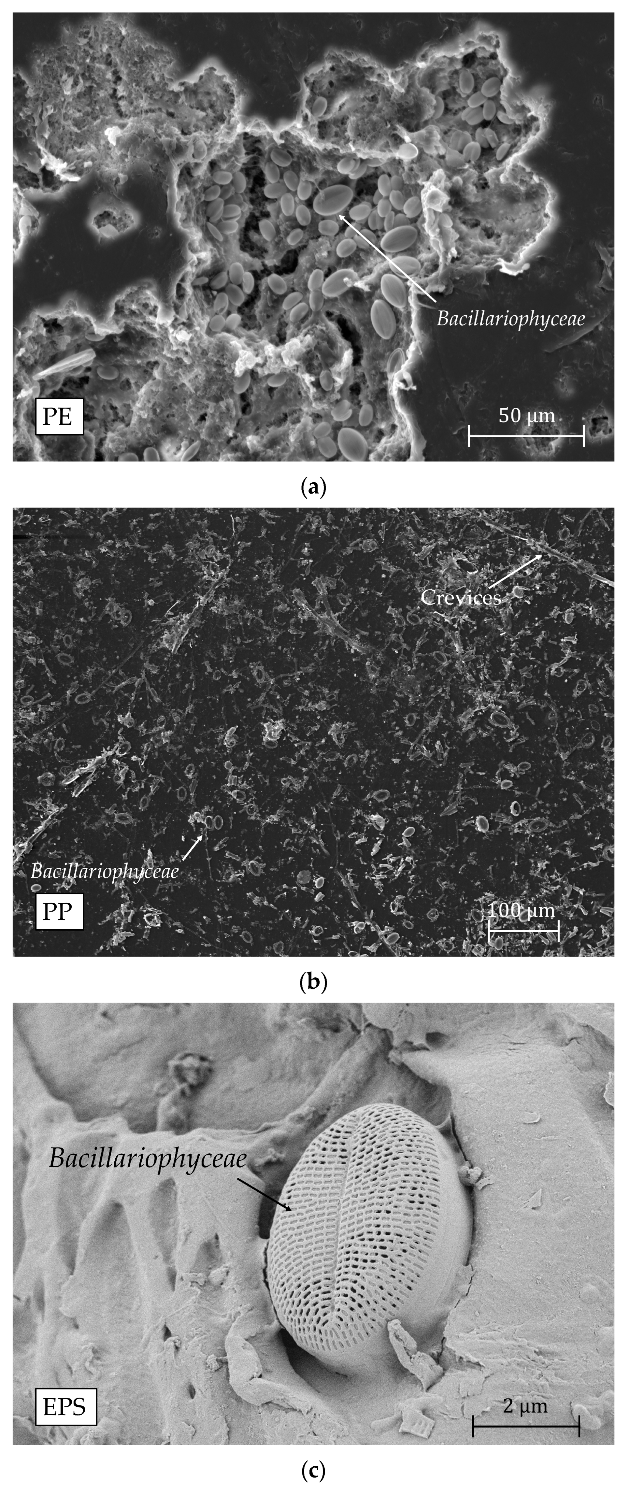Microplastics 04 00044 g0a4