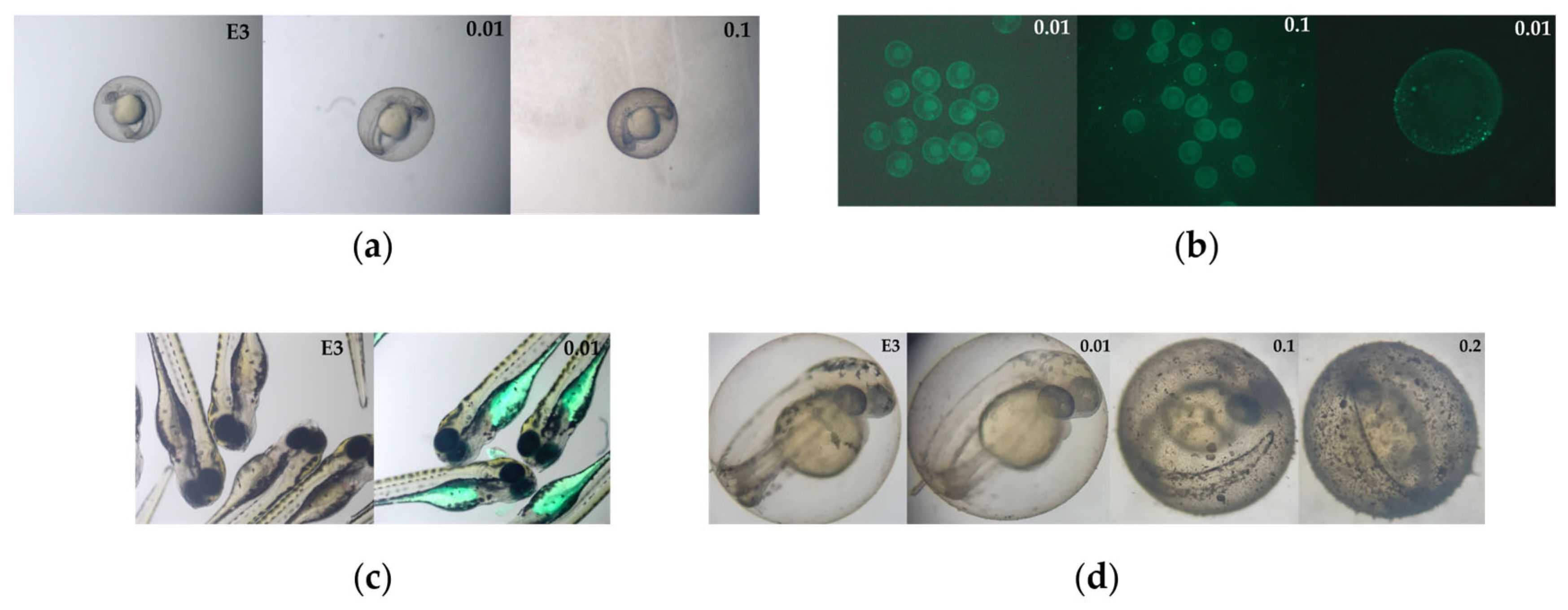 Microplastics 04 00045 g009