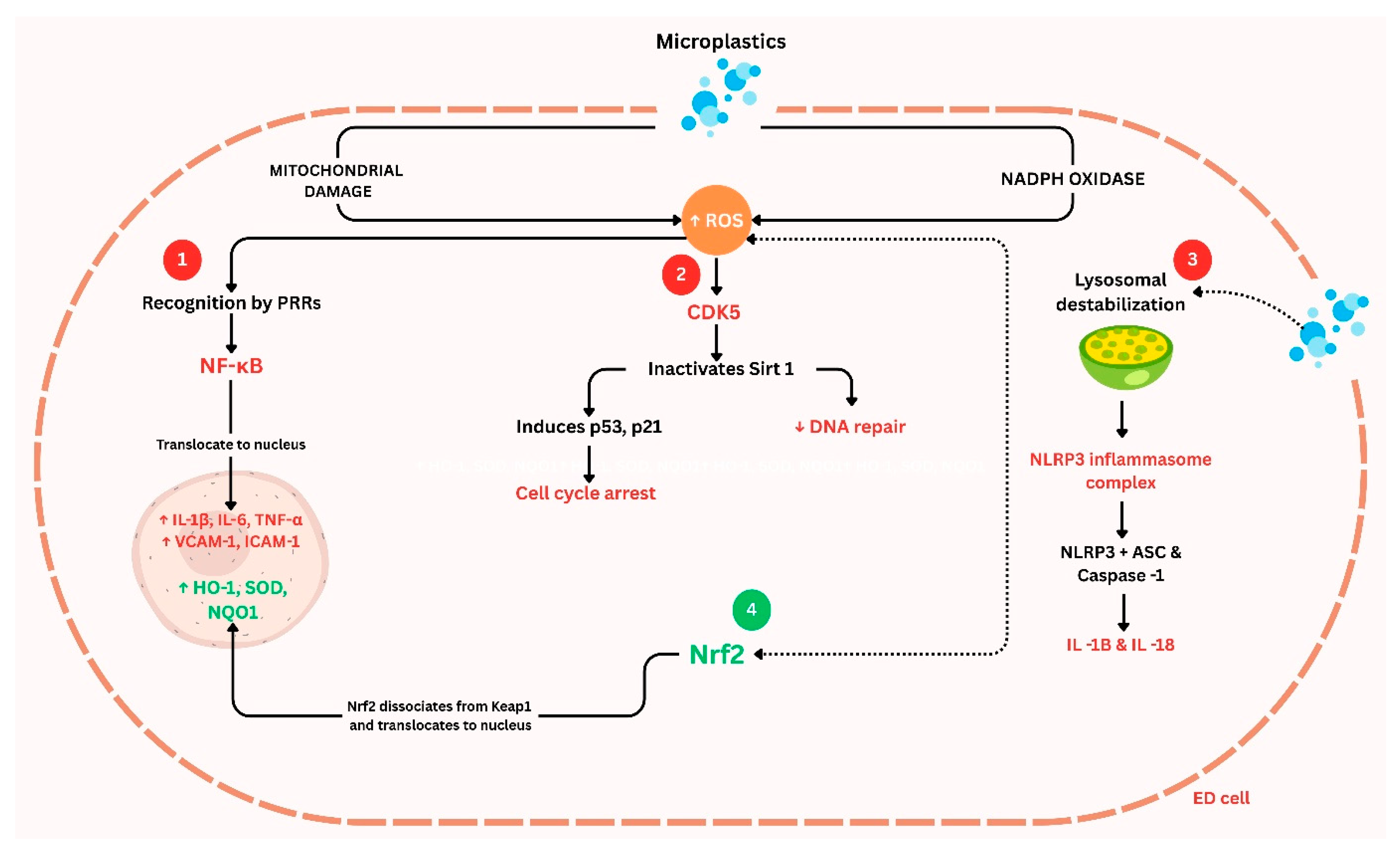 Microplastics 04 00052 g003 Microplastics 04 00052 g003