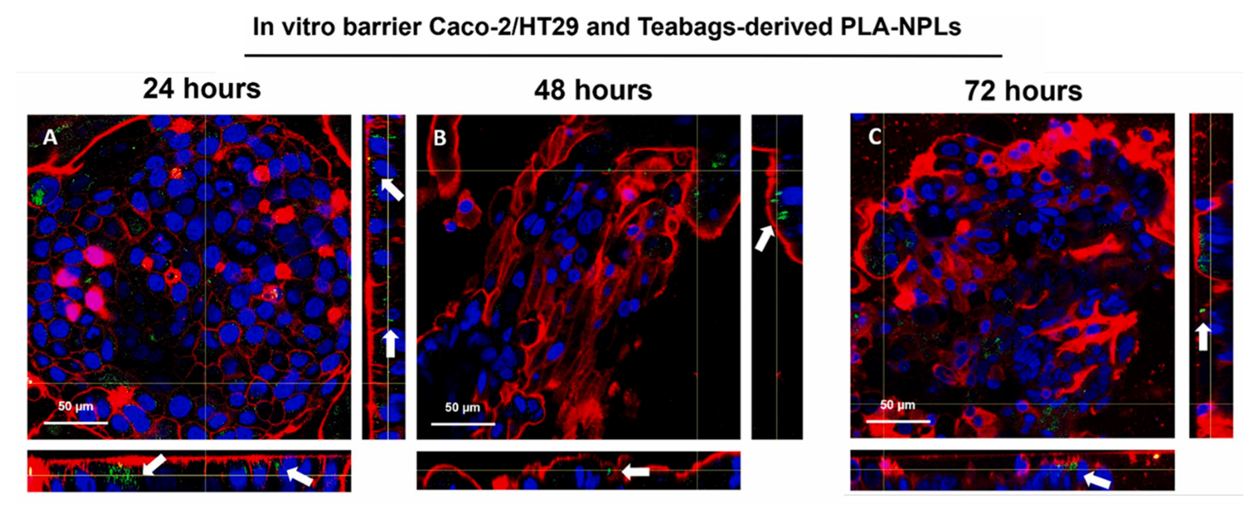 Microplastics 04 00058 g005