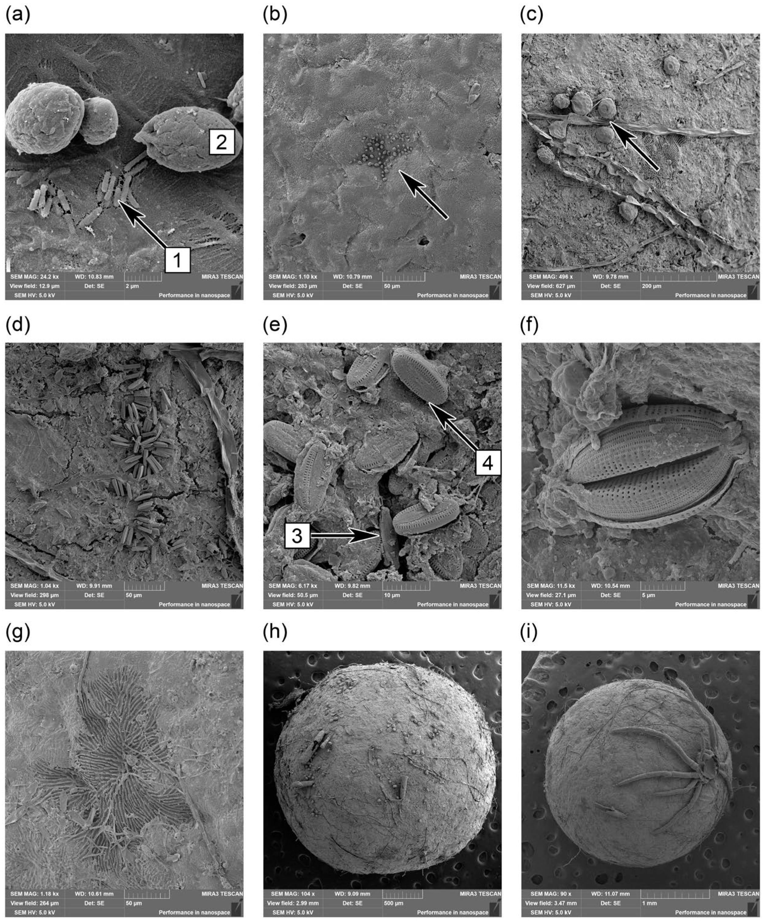 Microplastics 04 00062 g006