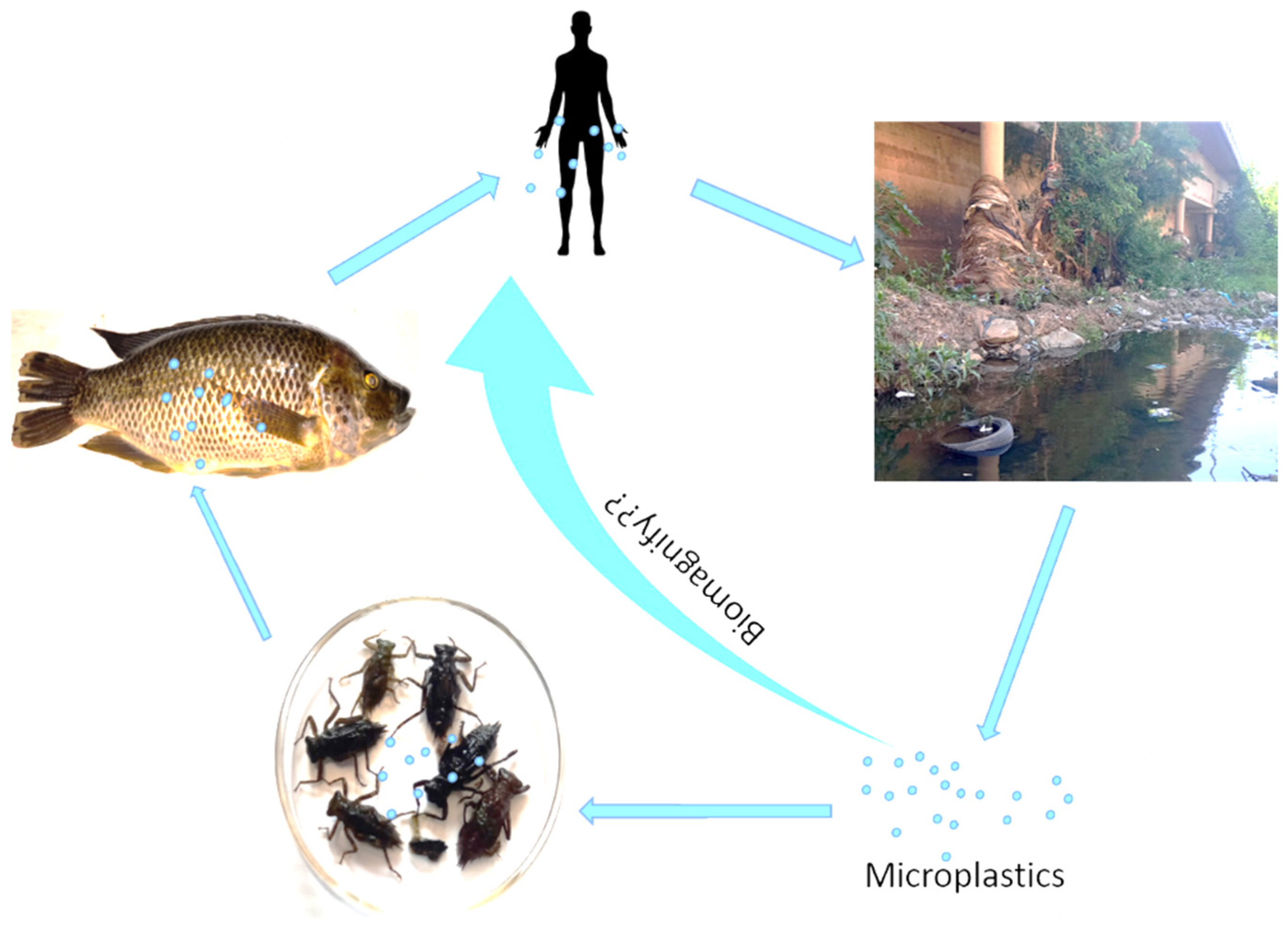 Microplastics 04 00070 g002 Microplastics 04 00070 g002