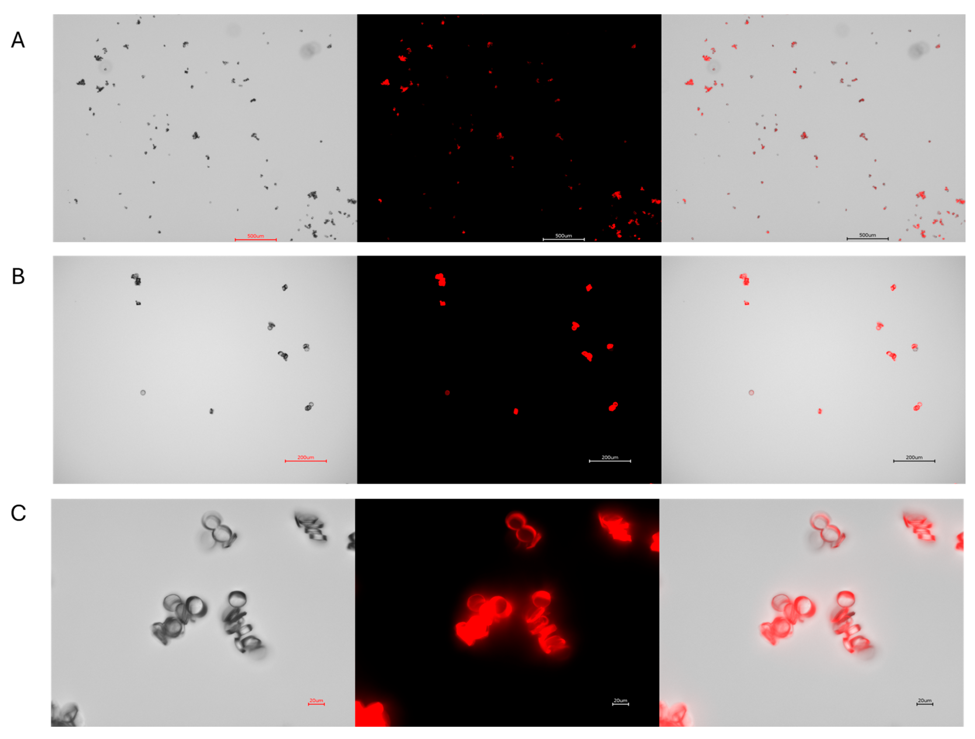 Microplastics 04 00084 g002 Microplastics 04 00084 g002
