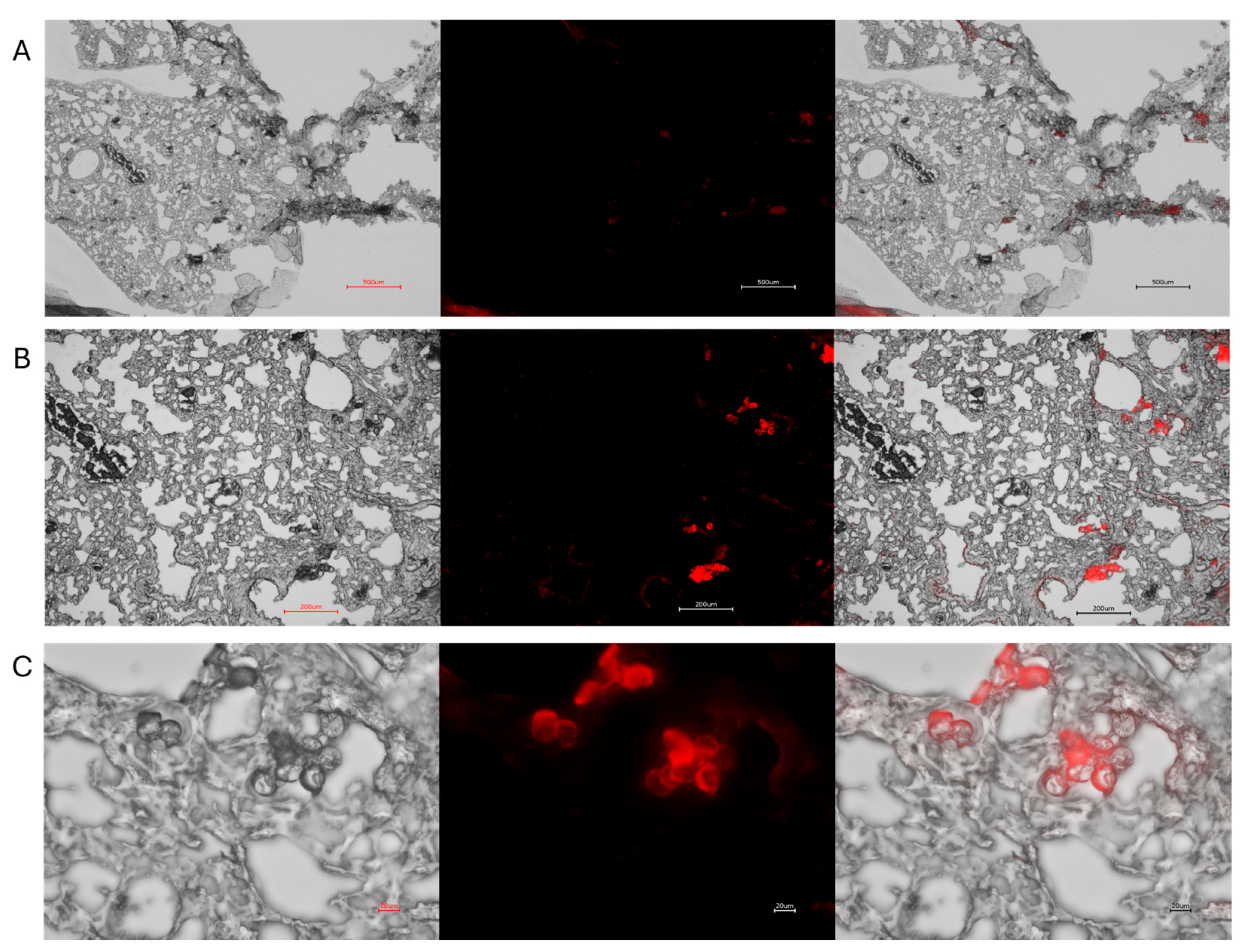 Microplastics 04 00084 g003 Microplastics 04 00084 g003