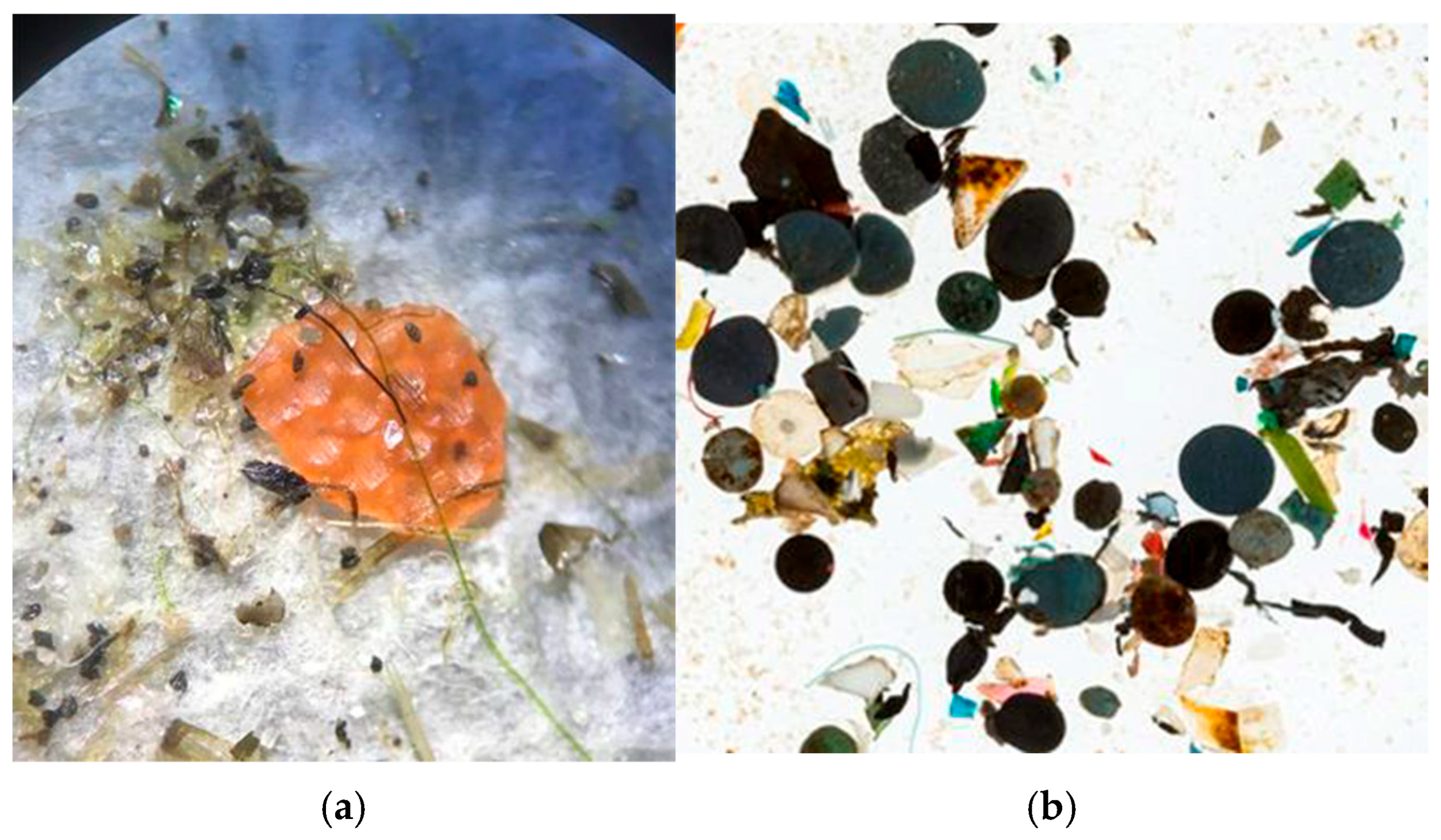 Microplastics 05 00018 g011 Microplastics 05 00018 g011