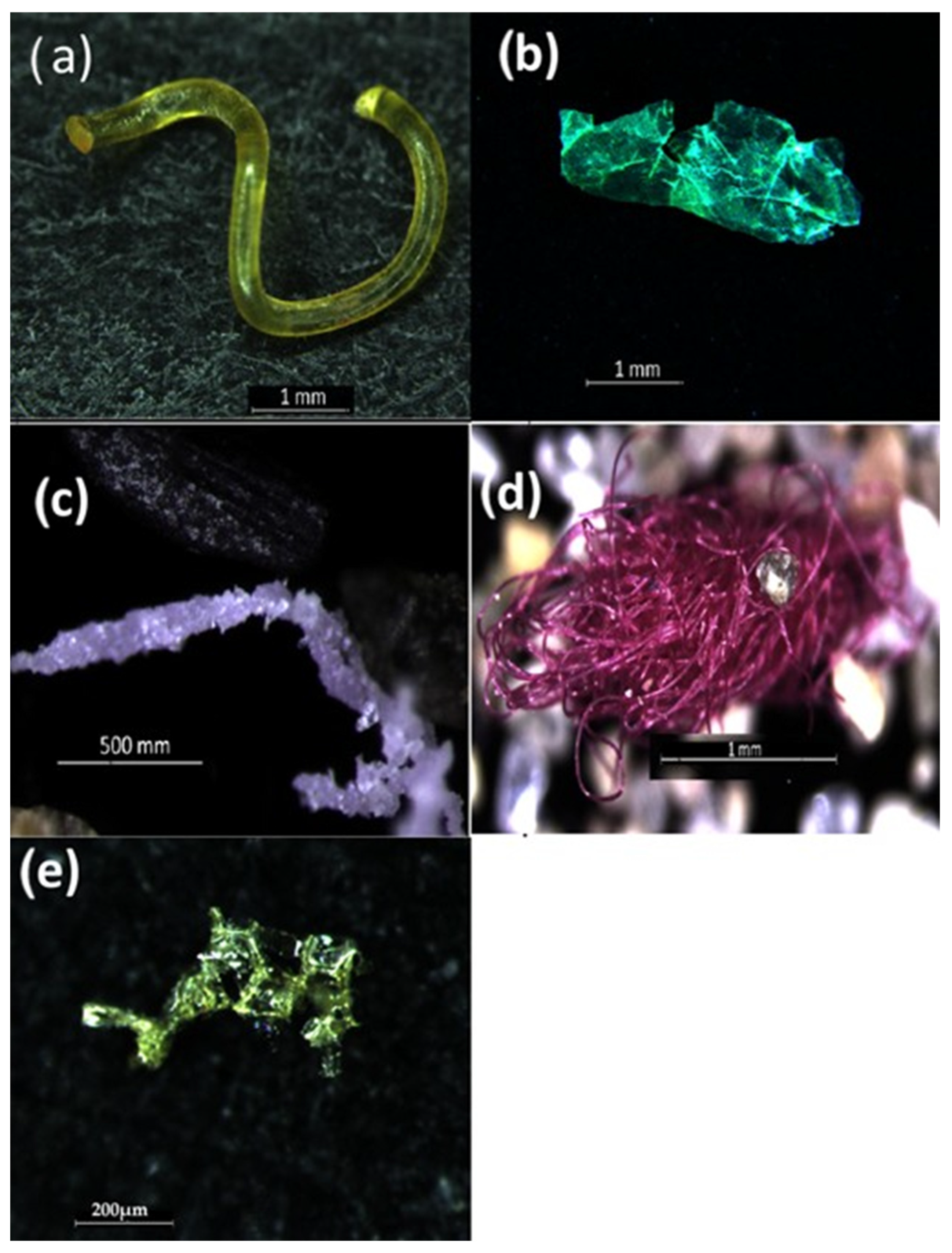 Fish Particles Presence and Identification of Microplastics in Commercial Fish from ...