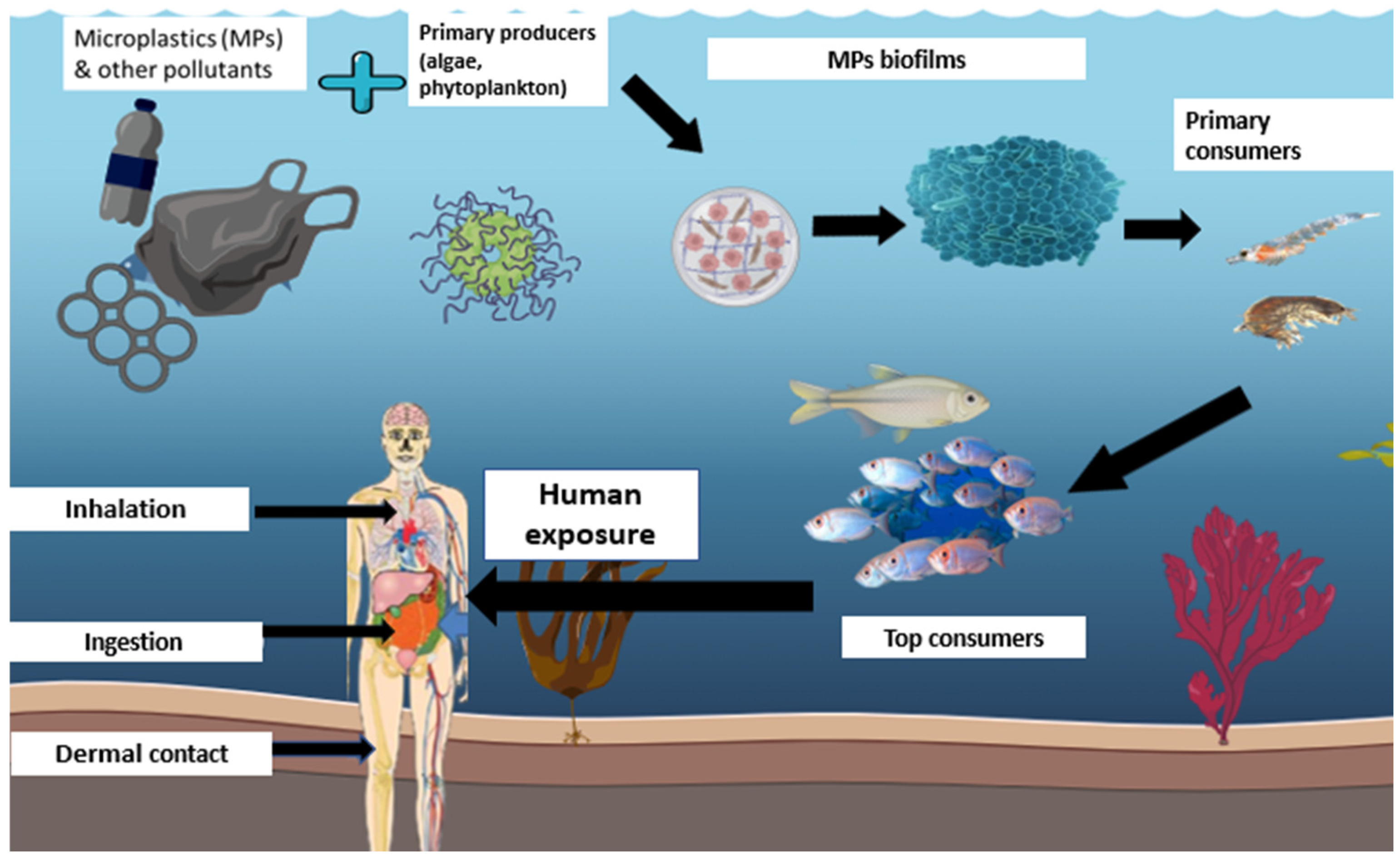 韓国 Microplastics as Emerging Contaminants: Pathways, Environmental