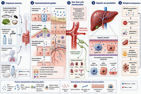 Analytical Methods for Microplastic Detection in Hepatic and Gastrointestinal Human Tissues: A Review and Methodological Framework