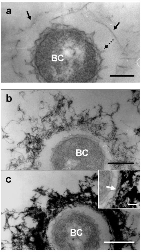 Minerals 02 00118 g004 1024