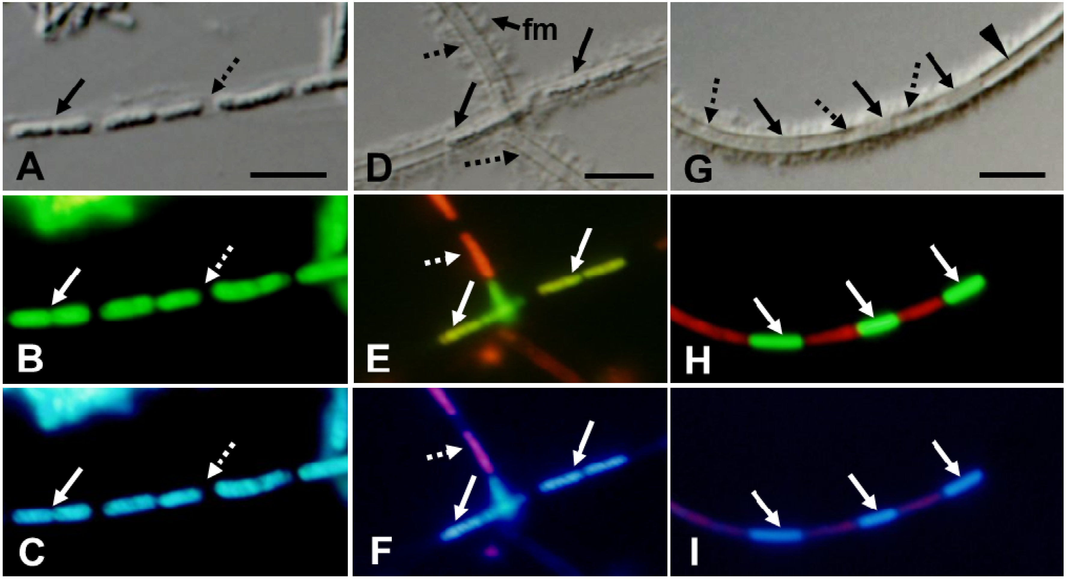 Minerals 03 00247 g002 1024