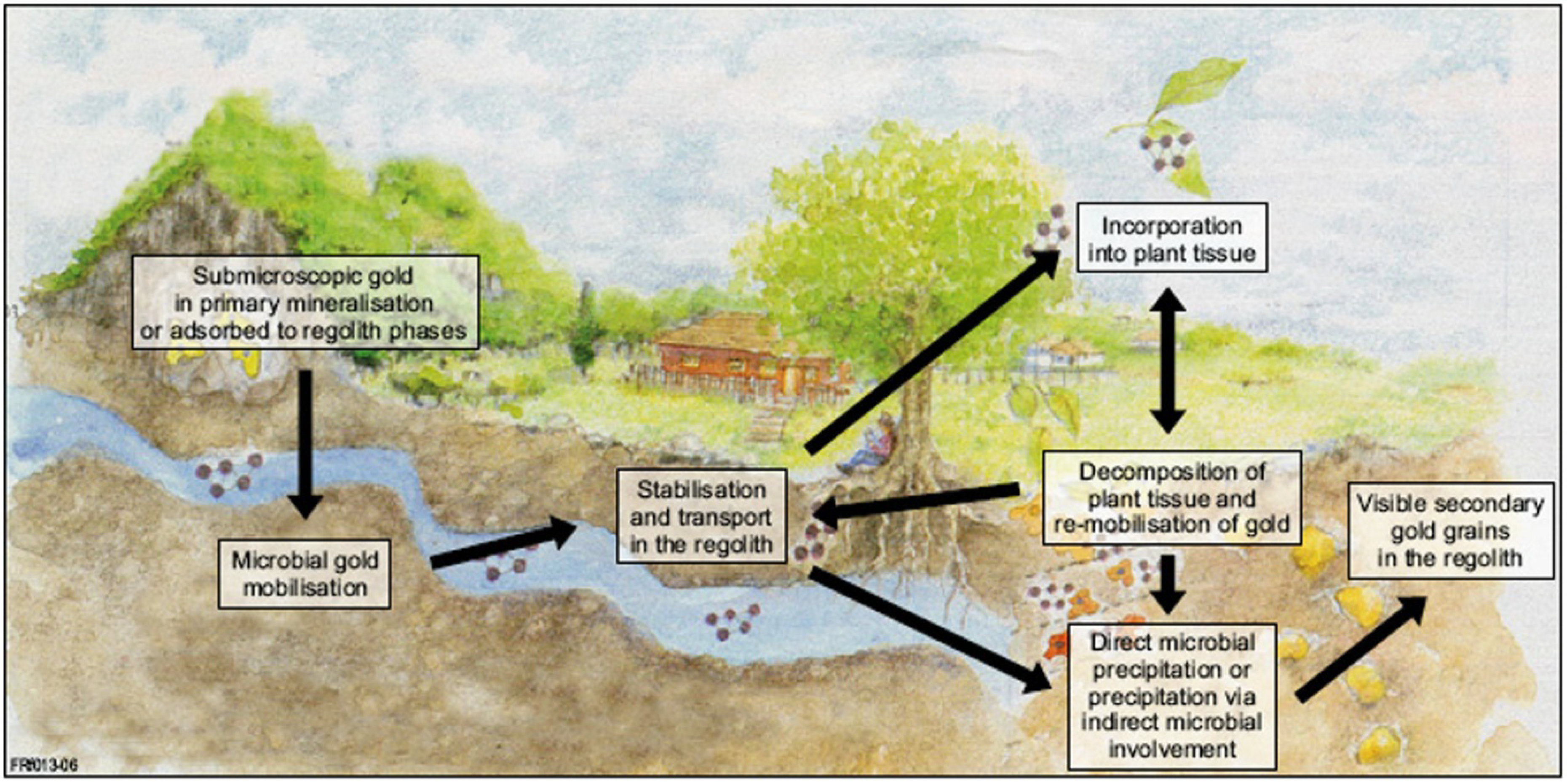 Minerals Free Full Text Geobiological Cycling Of Gold From Fundamental Process Understanding To Exploration Solutions Html