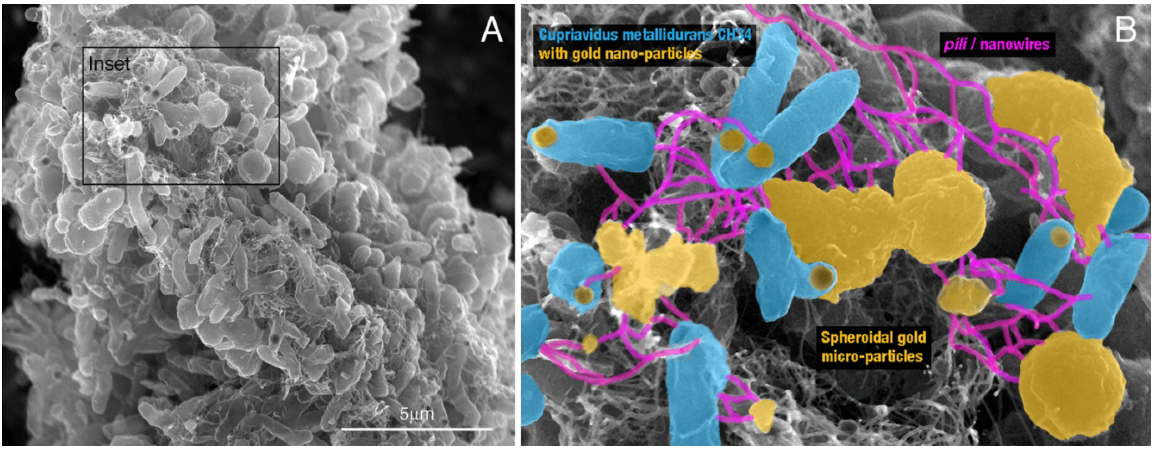 Gold-digging bacterium makes precious particles