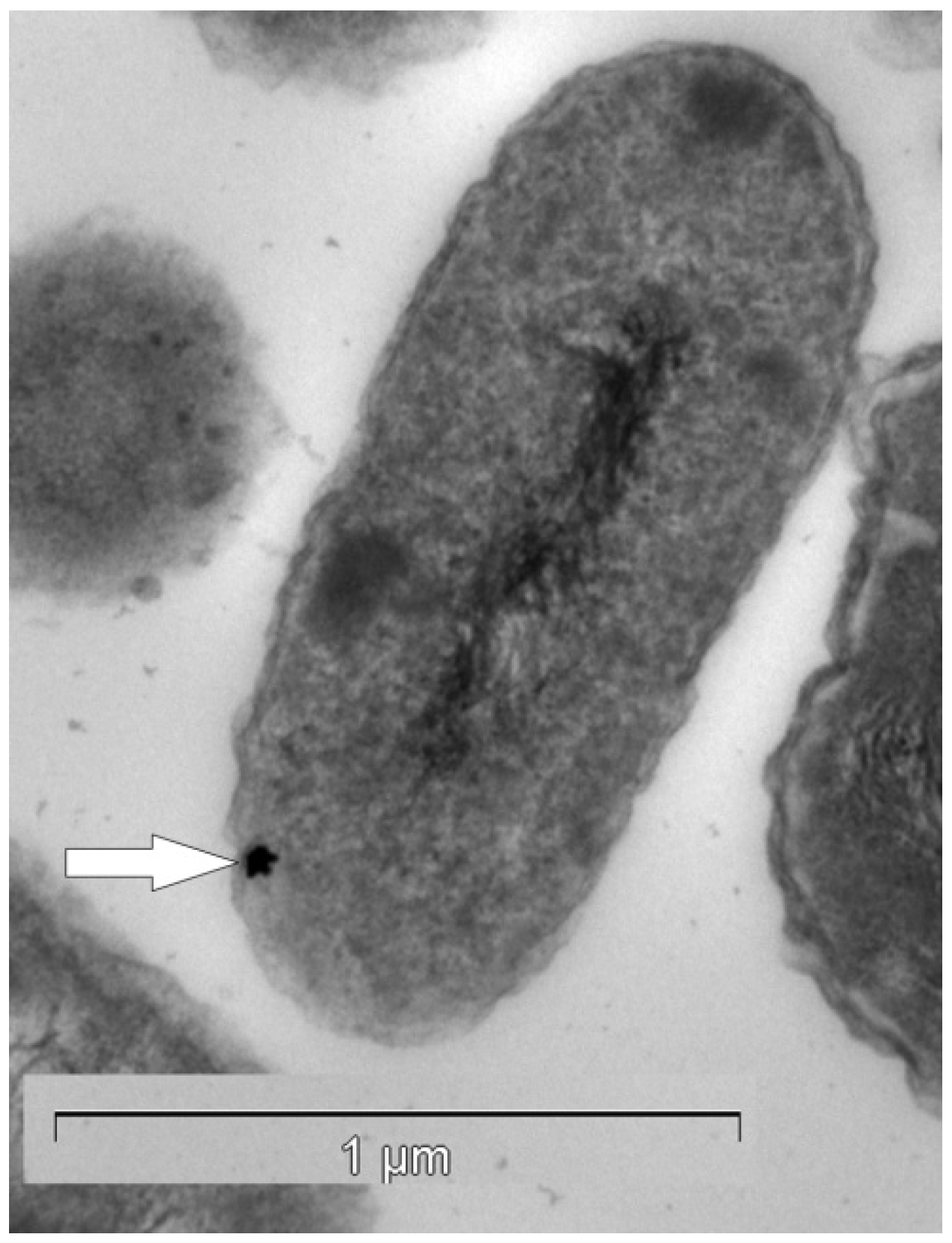 Minerals 03 00367 g006