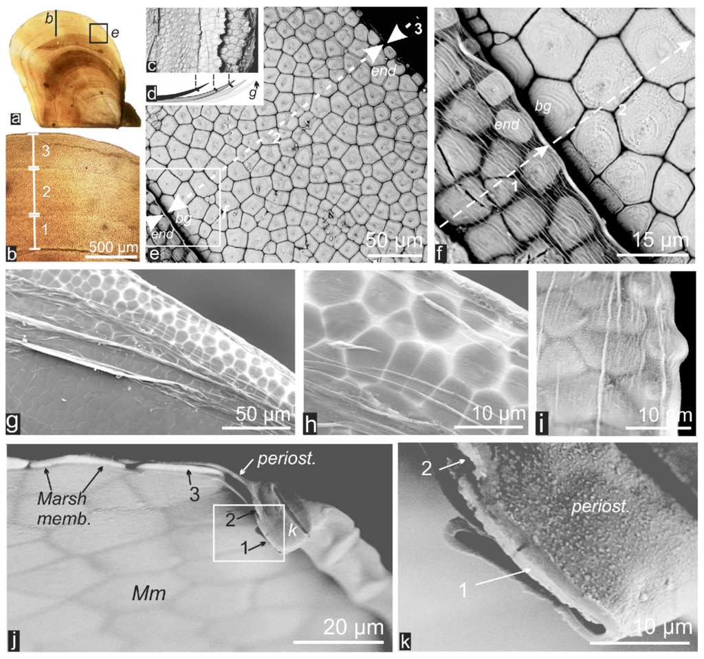 Minerals 04 00815 g003 1024