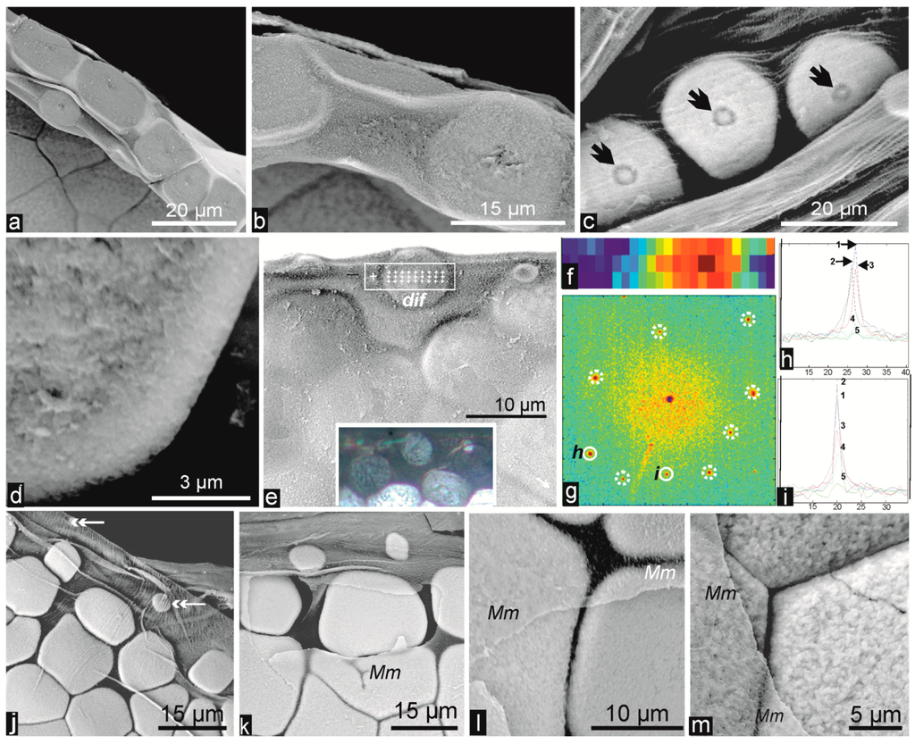 Minerals 04 00815 g004 1024