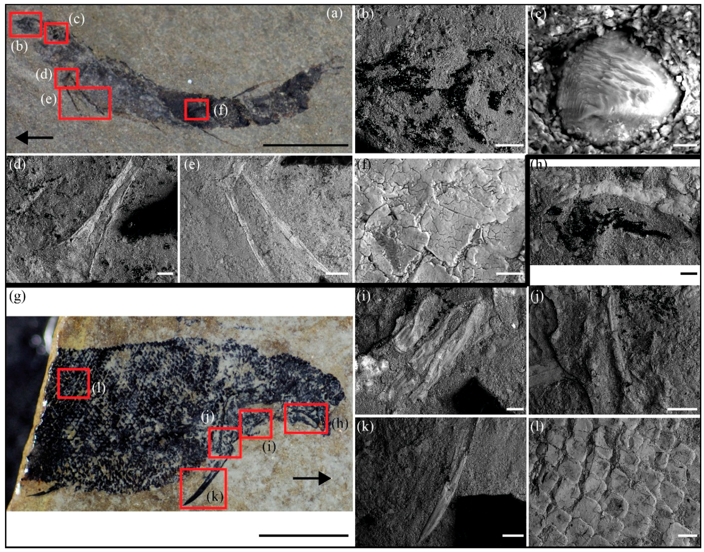 Minerals 06 00001 g002a