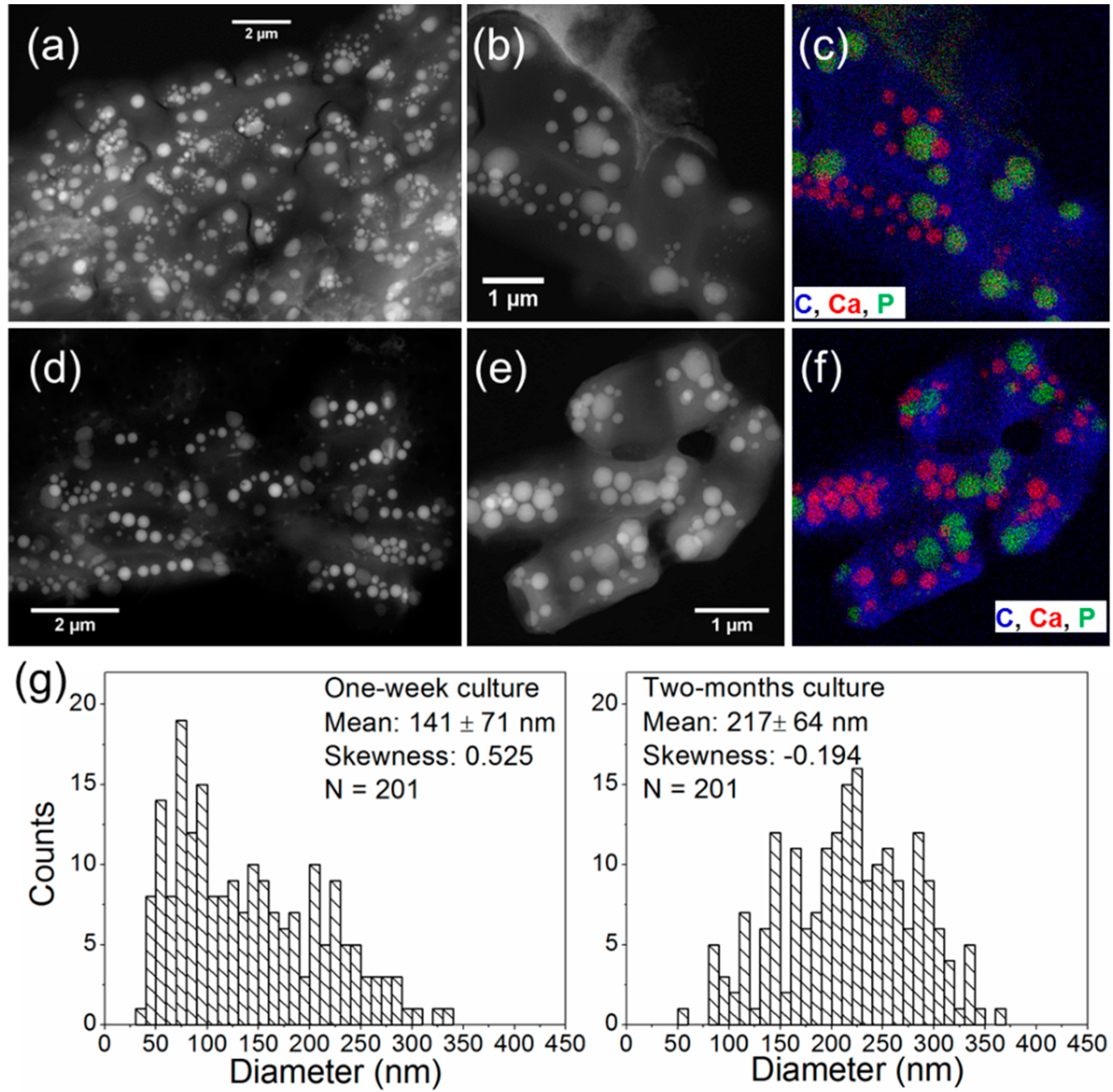 Minerals Free Full Text Biomineralization Patterns Of Intracellular Carbonatogenesis In Cyanobacteria Molecular Hypotheses Html