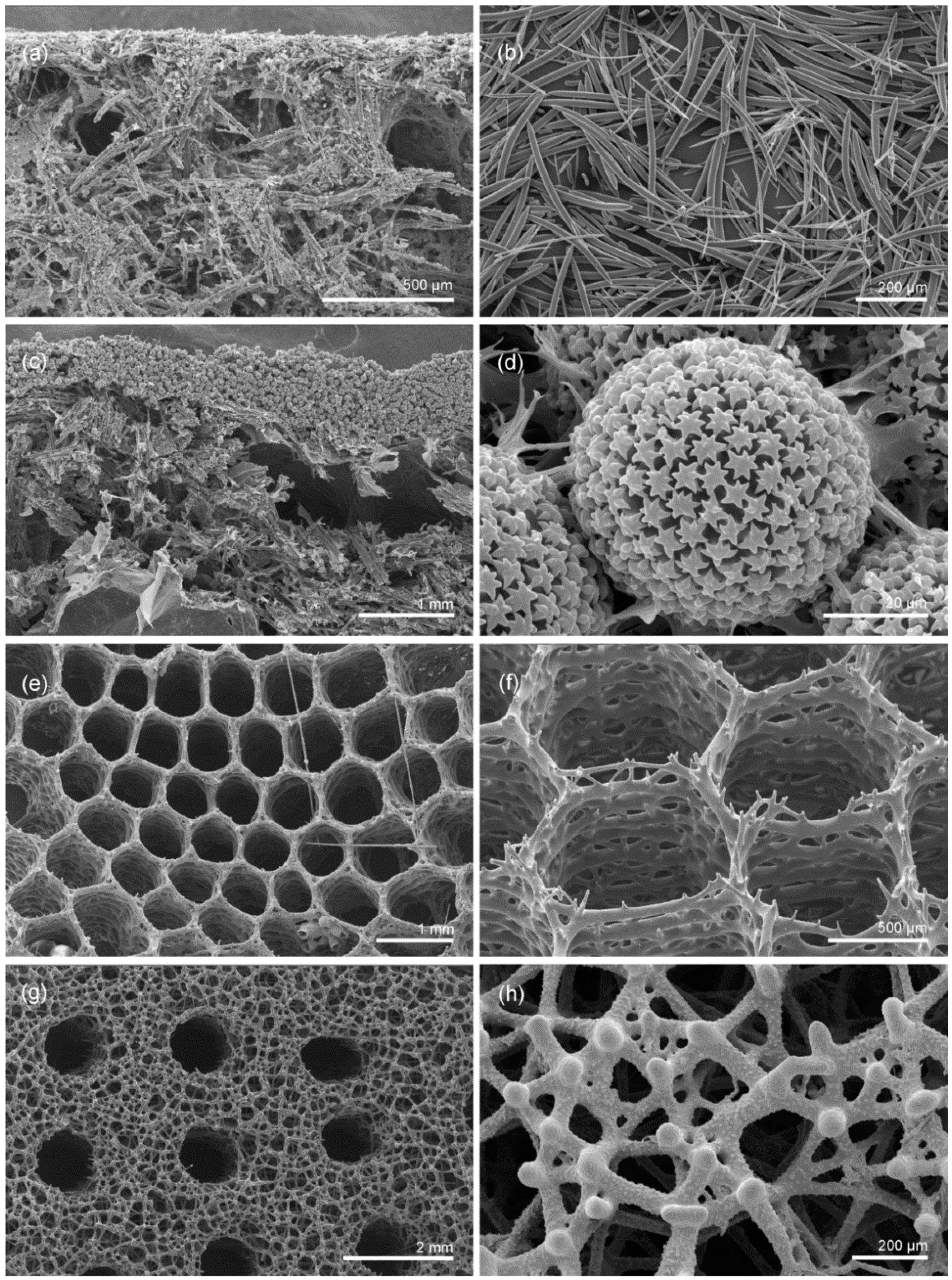 silica spicules