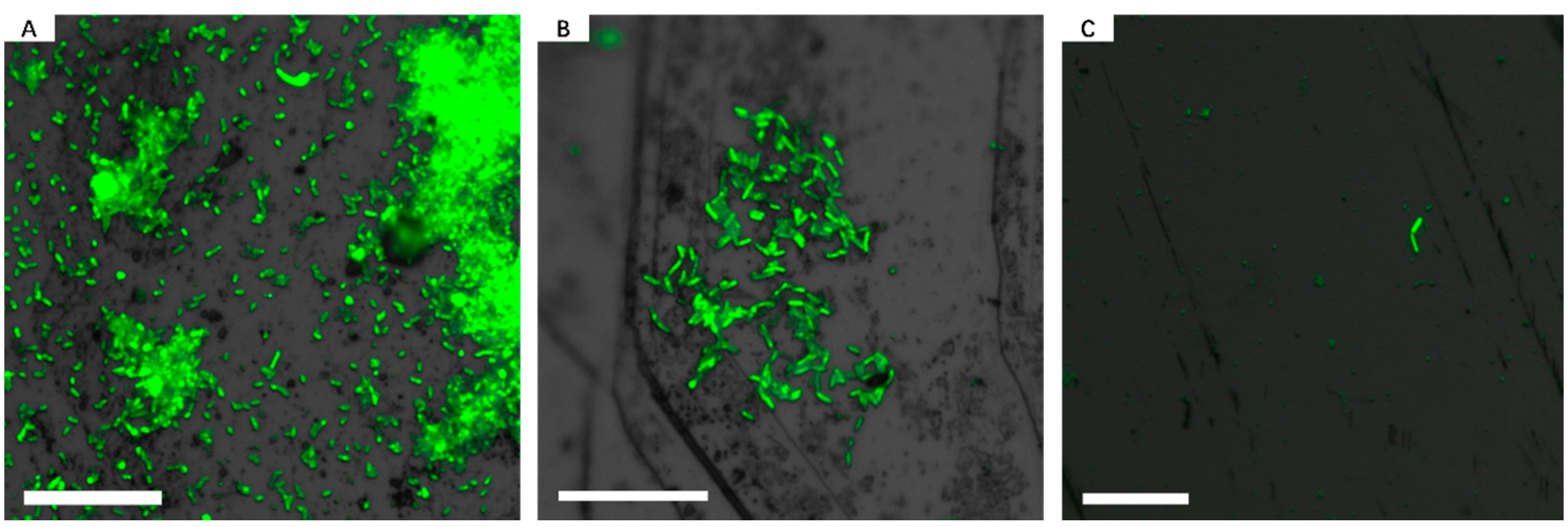 Minerals 06 00071 g002
