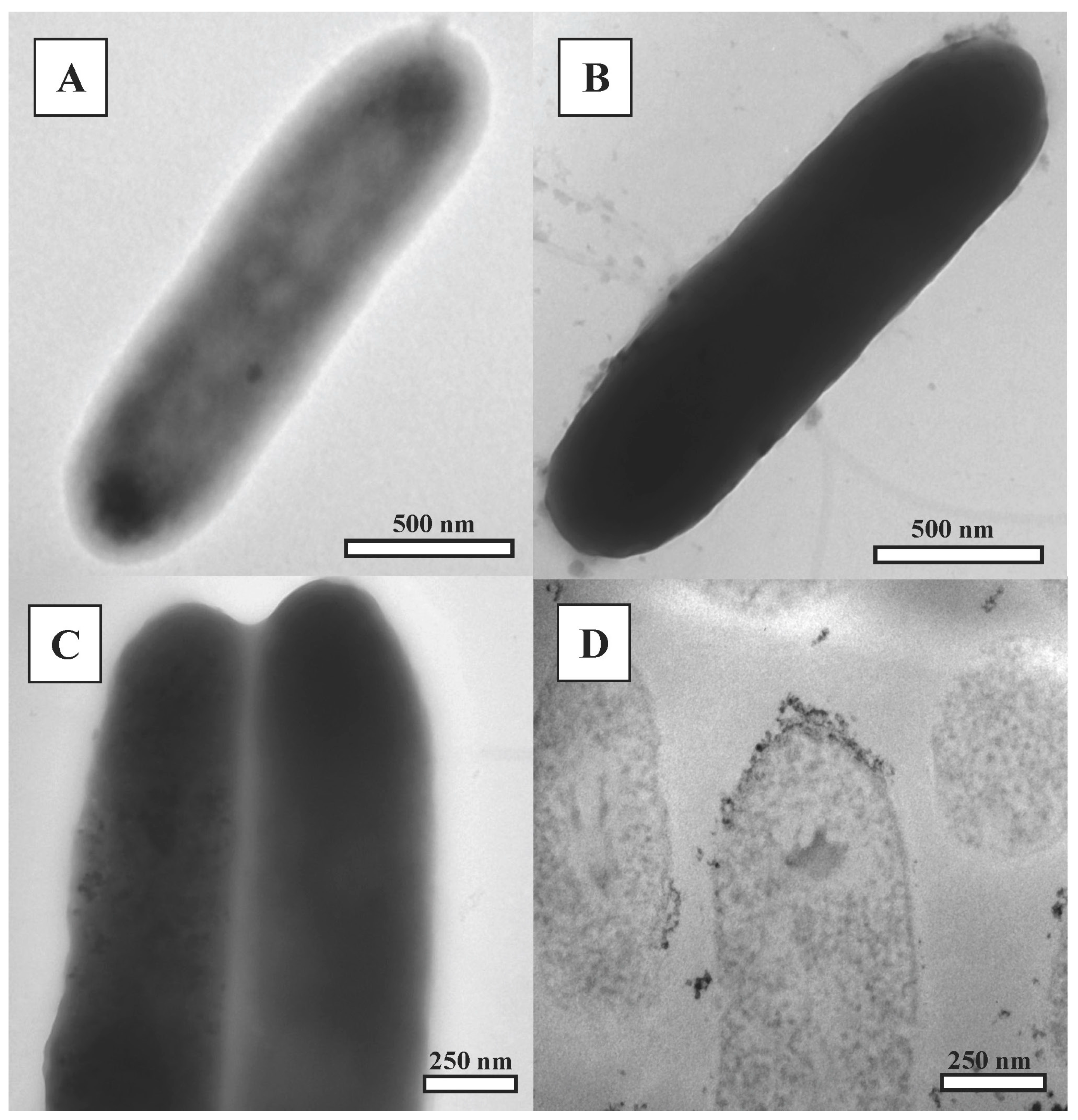 Minerals 08 00010 g003 Minerals 08 00010 g003