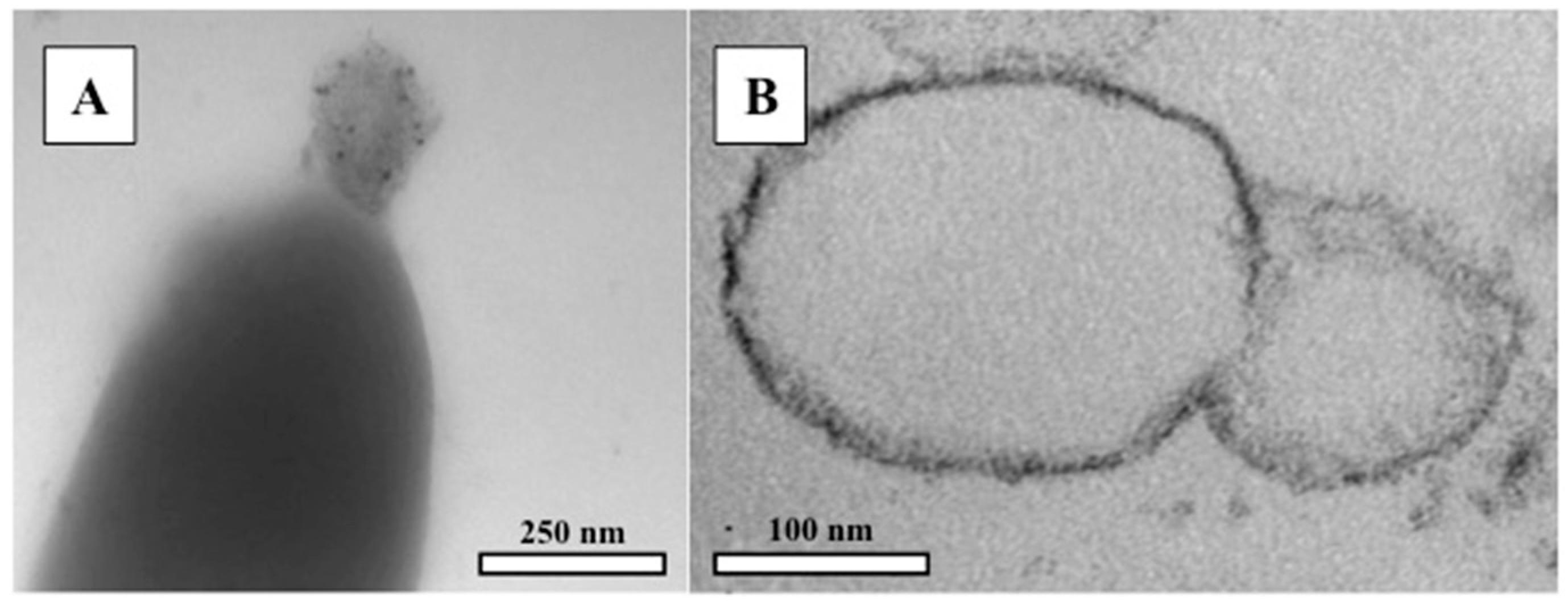 Minerals 08 00010 g004 Minerals 08 00010 g004