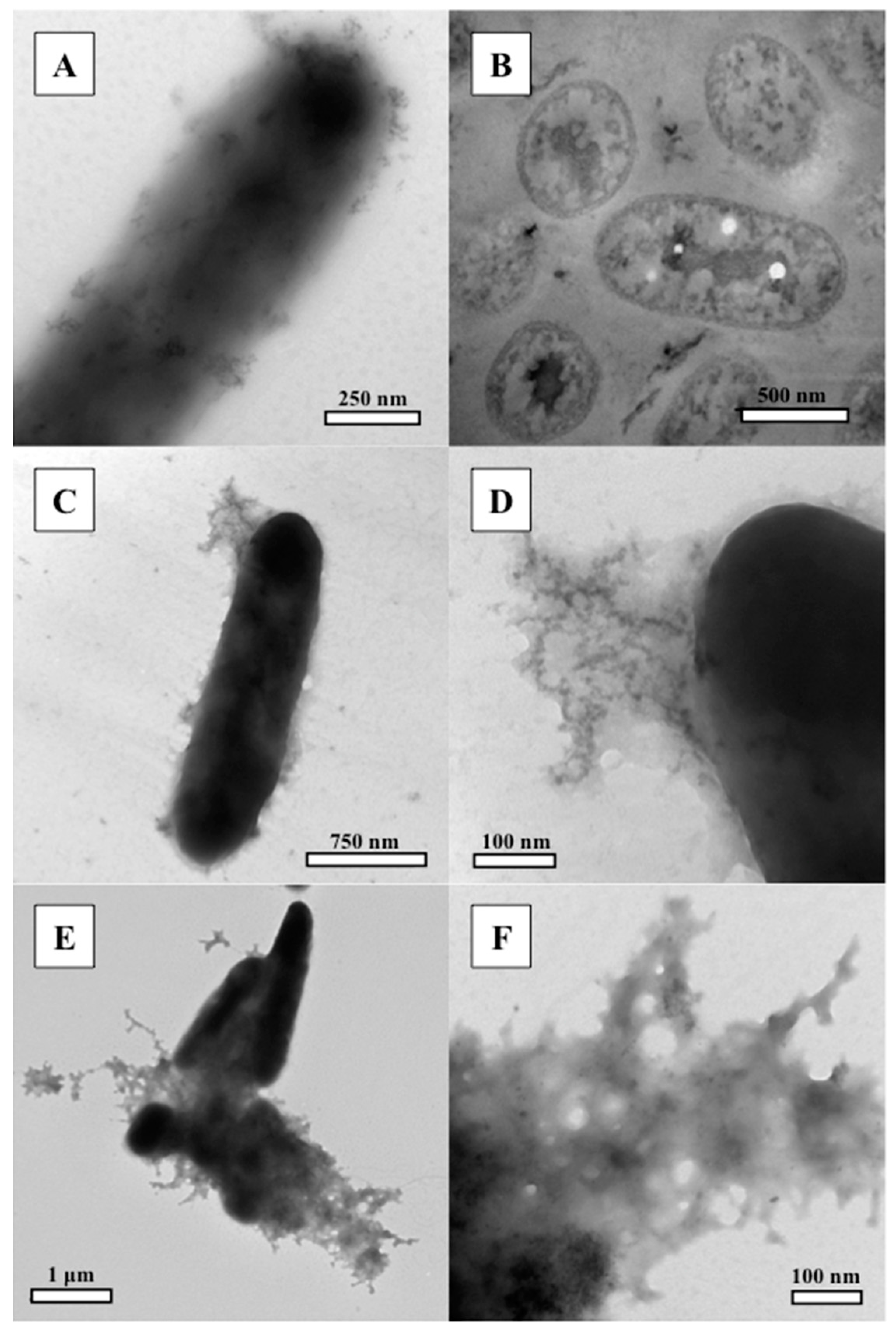Minerals 08 00010 g006 Minerals 08 00010 g006