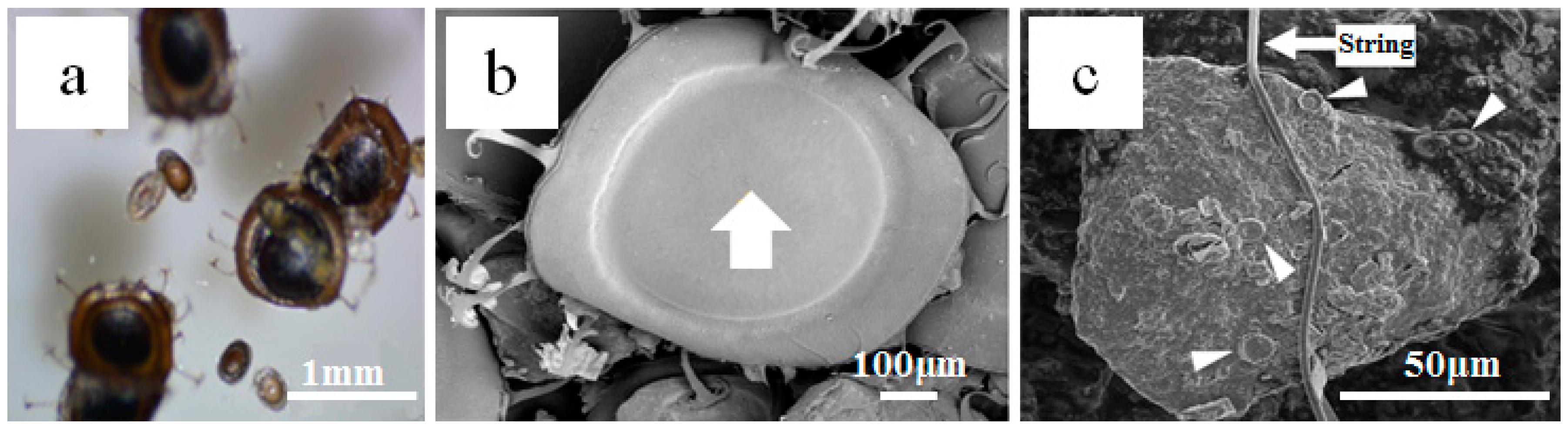 Minerals 08 00242 g003