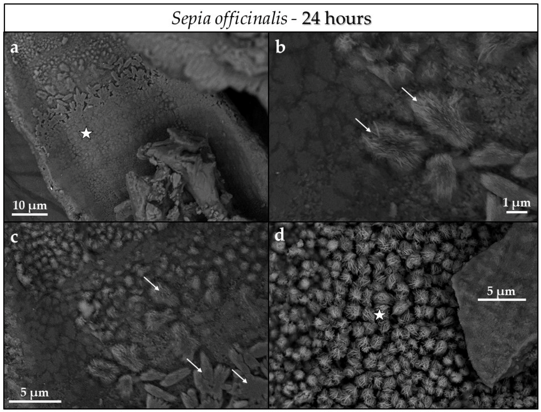 Minerals 08 00315 g008