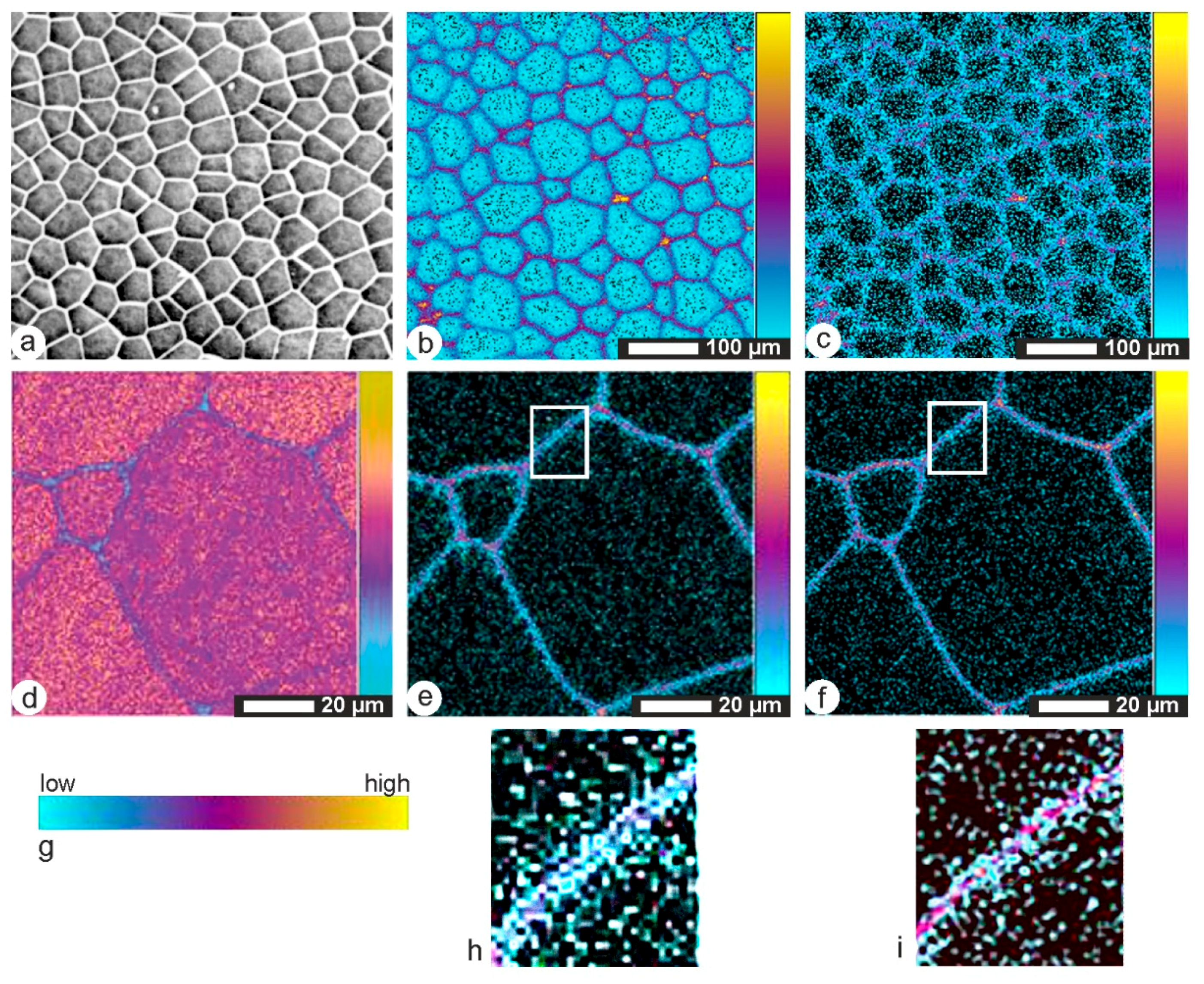 Minerals | Free Full-Text | The Prismatic Layer of Pinna: A Showcase of