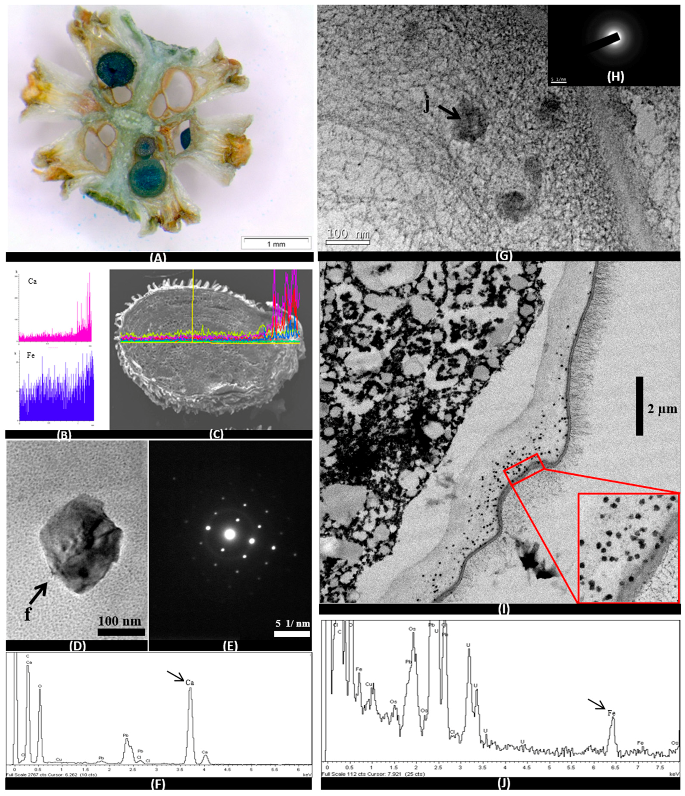 Minerals 08 00505 g005 550