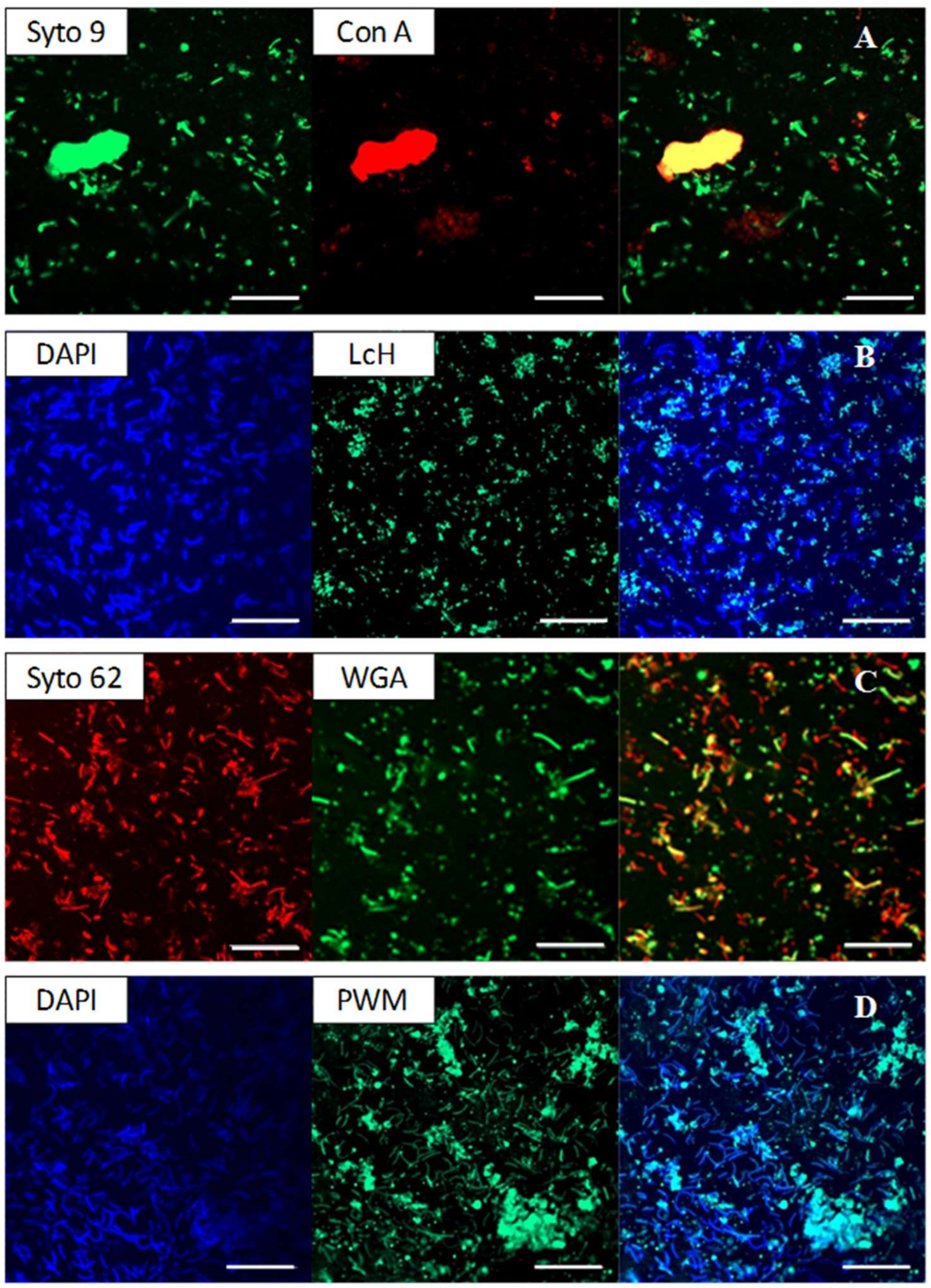 minerals free full text anaerobic bioreduction of so yu ly lch