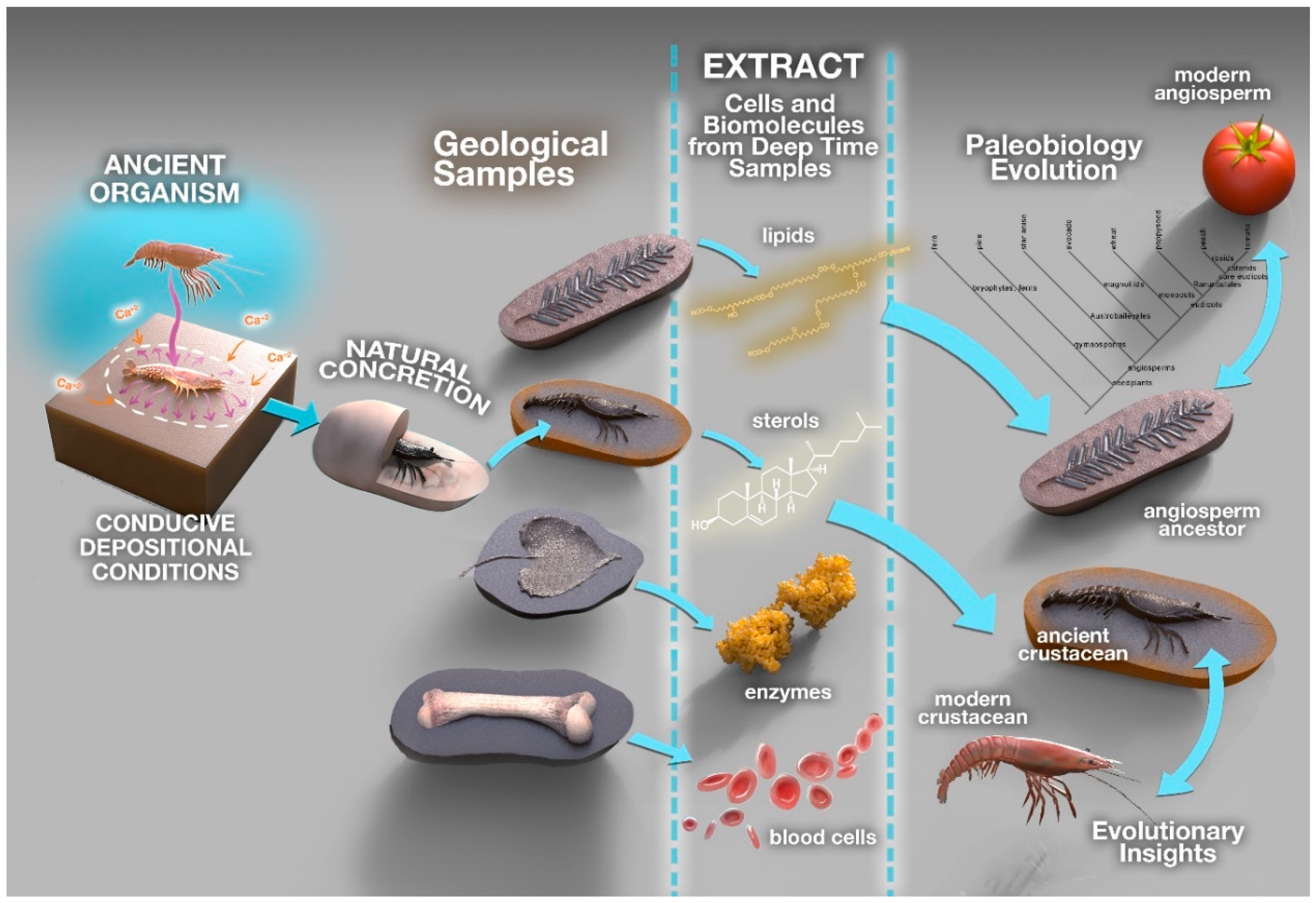 Minerals Free Full Text Fossilised Biomolecules And Biomarkers In Carbonate Concretions From Konservat Lagerstatten Html