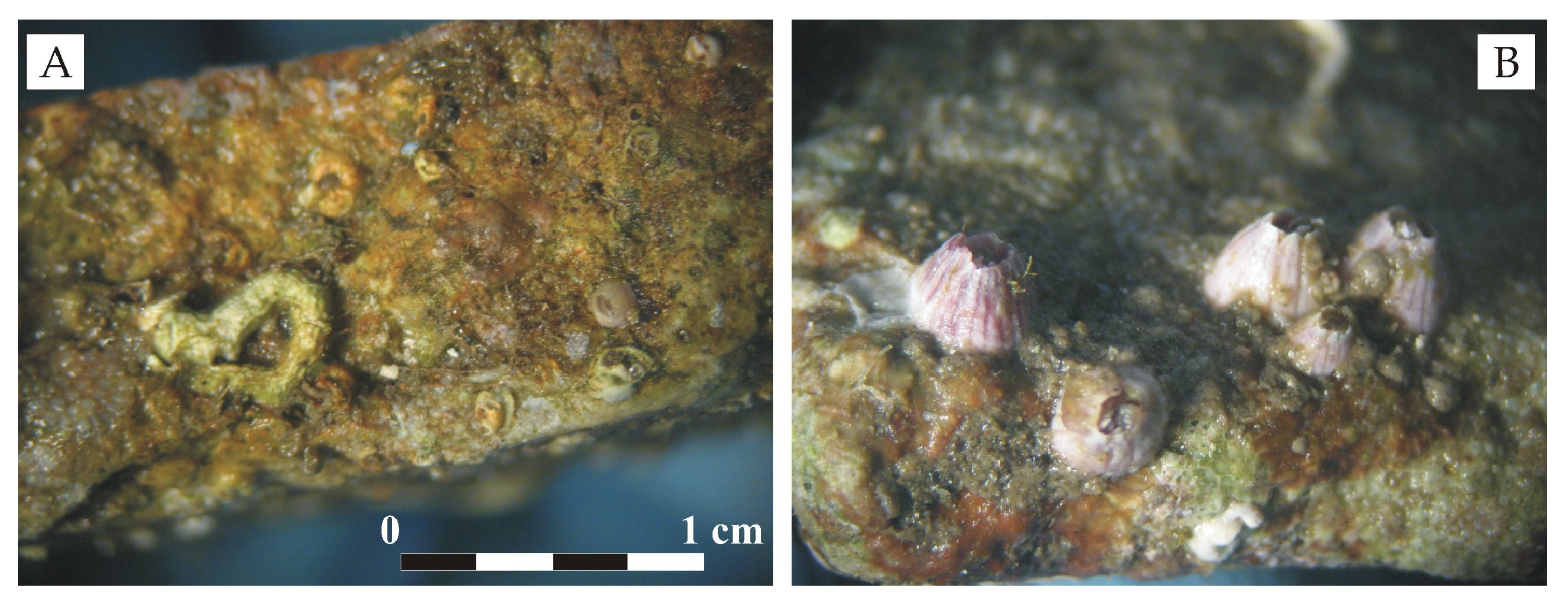 Minerals 09 00268 g003 Minerals 09 00268 g003