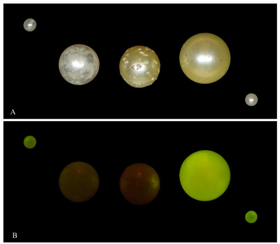 Gemological and Chemical Characteristics of Natural Freshwater Pearls from  the Mississippi River System