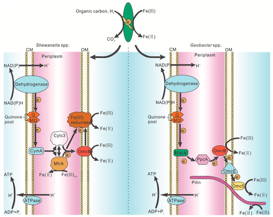 Minerals Free Full Text Can Primary Ferroan Dolomite And