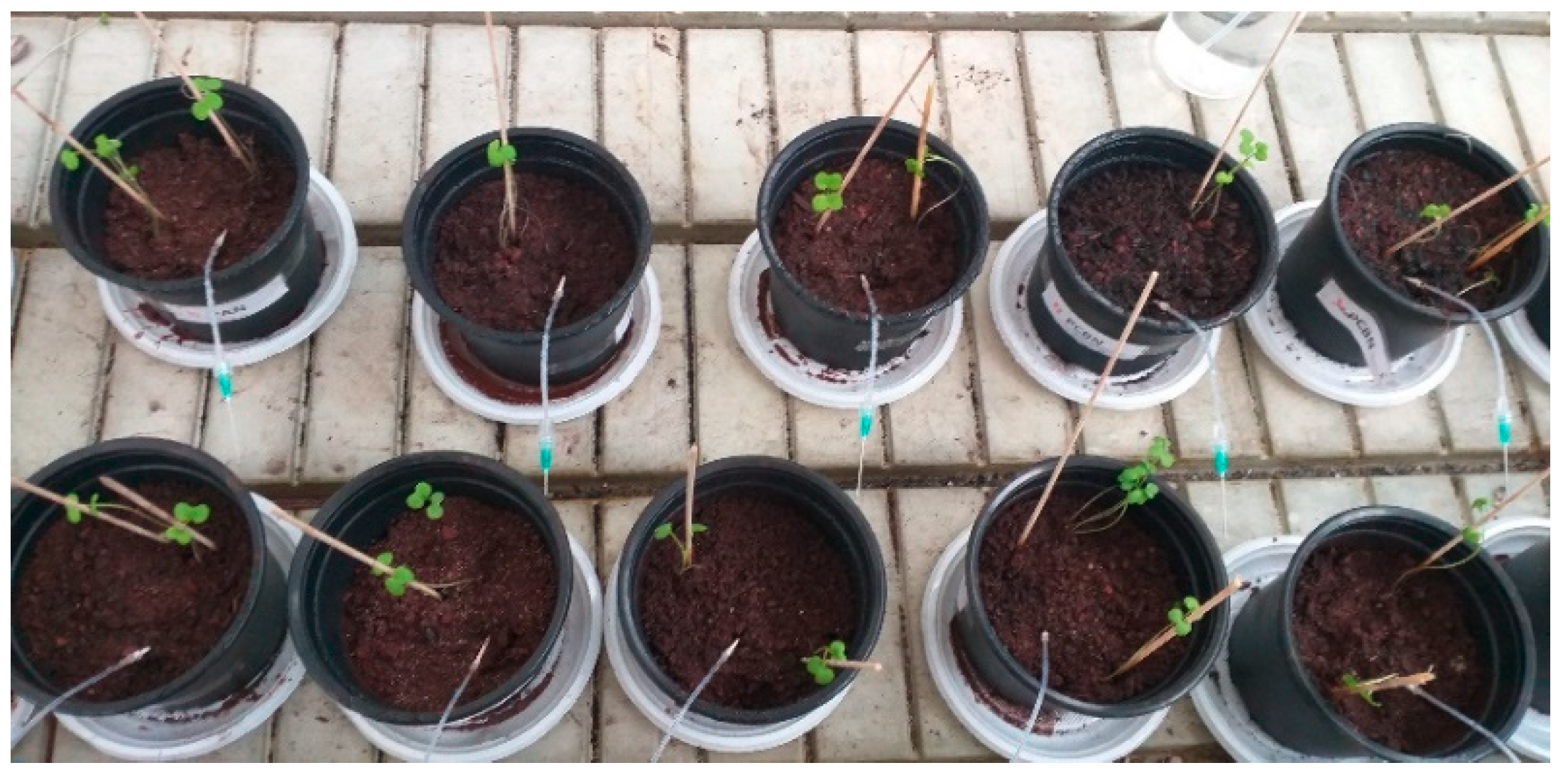 Minerals 09 00481 g002 Minerals 09 00481 g002