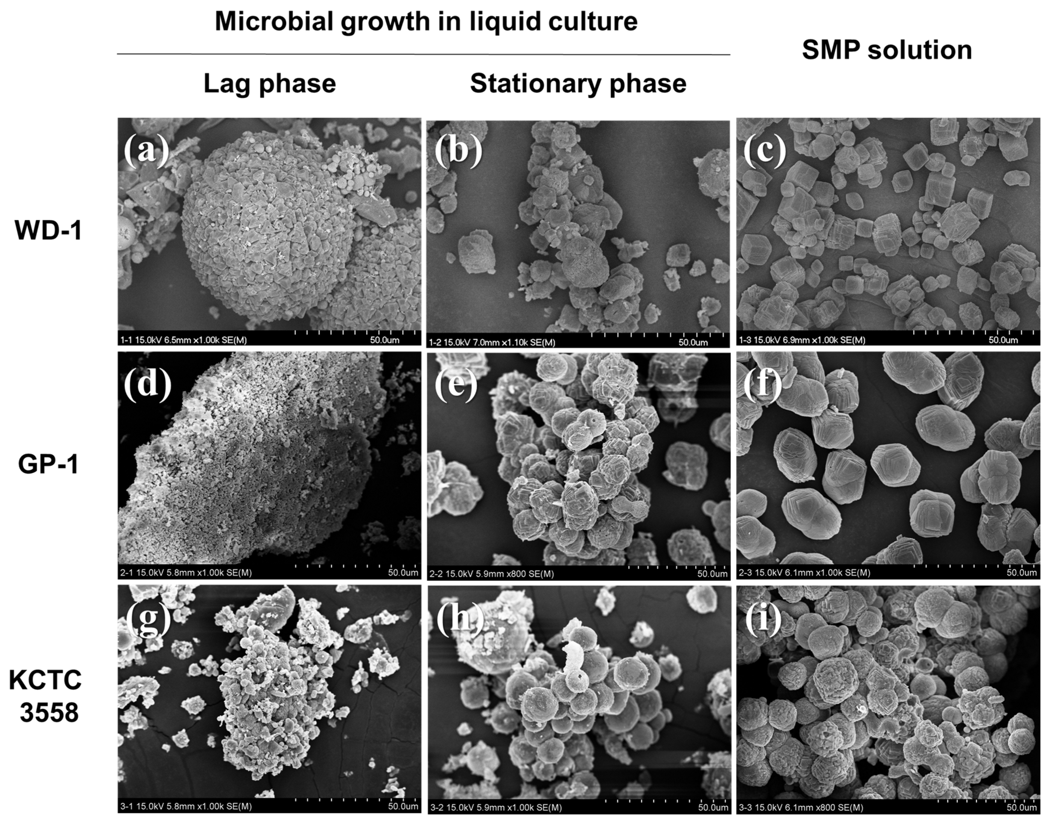 Minerals 09 00722 g003 Minerals 09 00722 g003