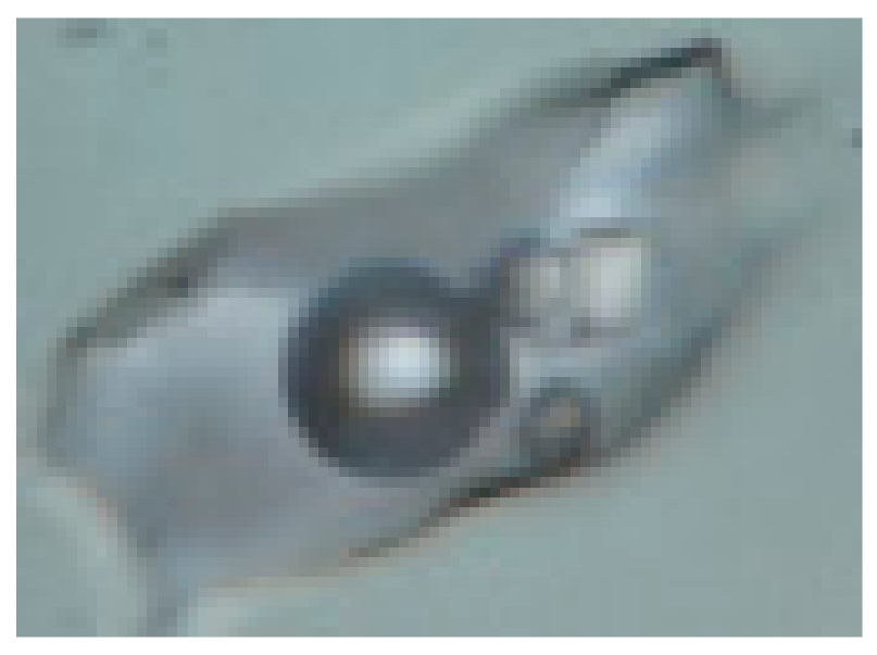 Minerals 10 00037 i001