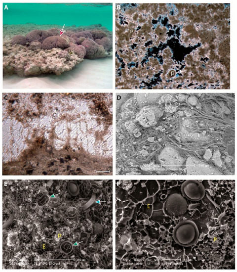 The Record of Environmental and Microbial Signatures in Ancient ...