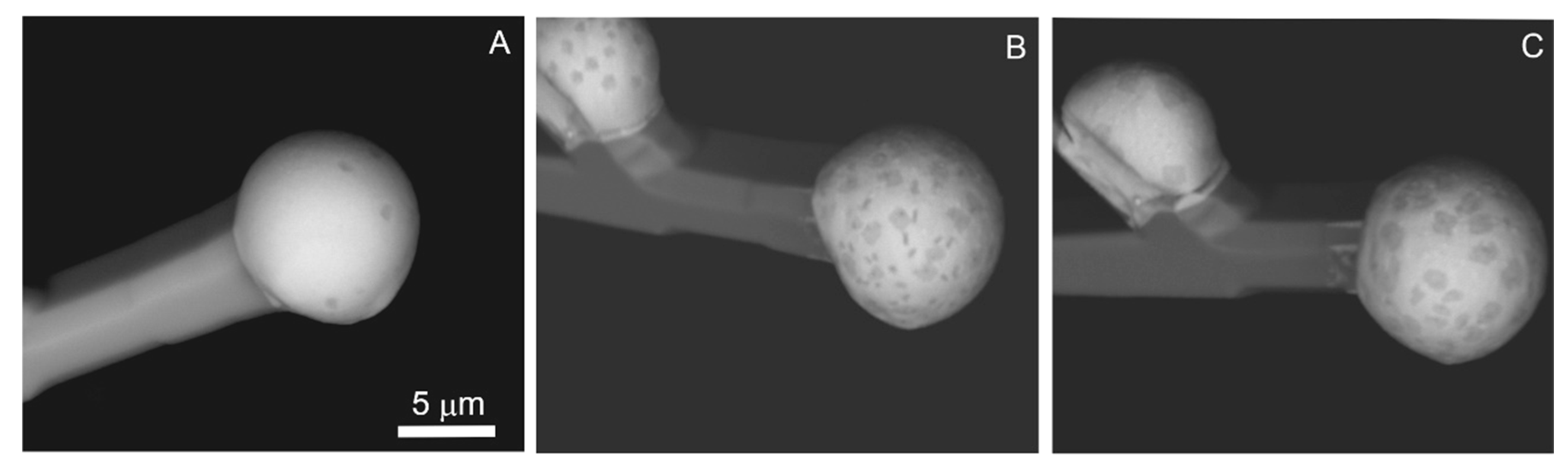 Minerals 10 00470 g024